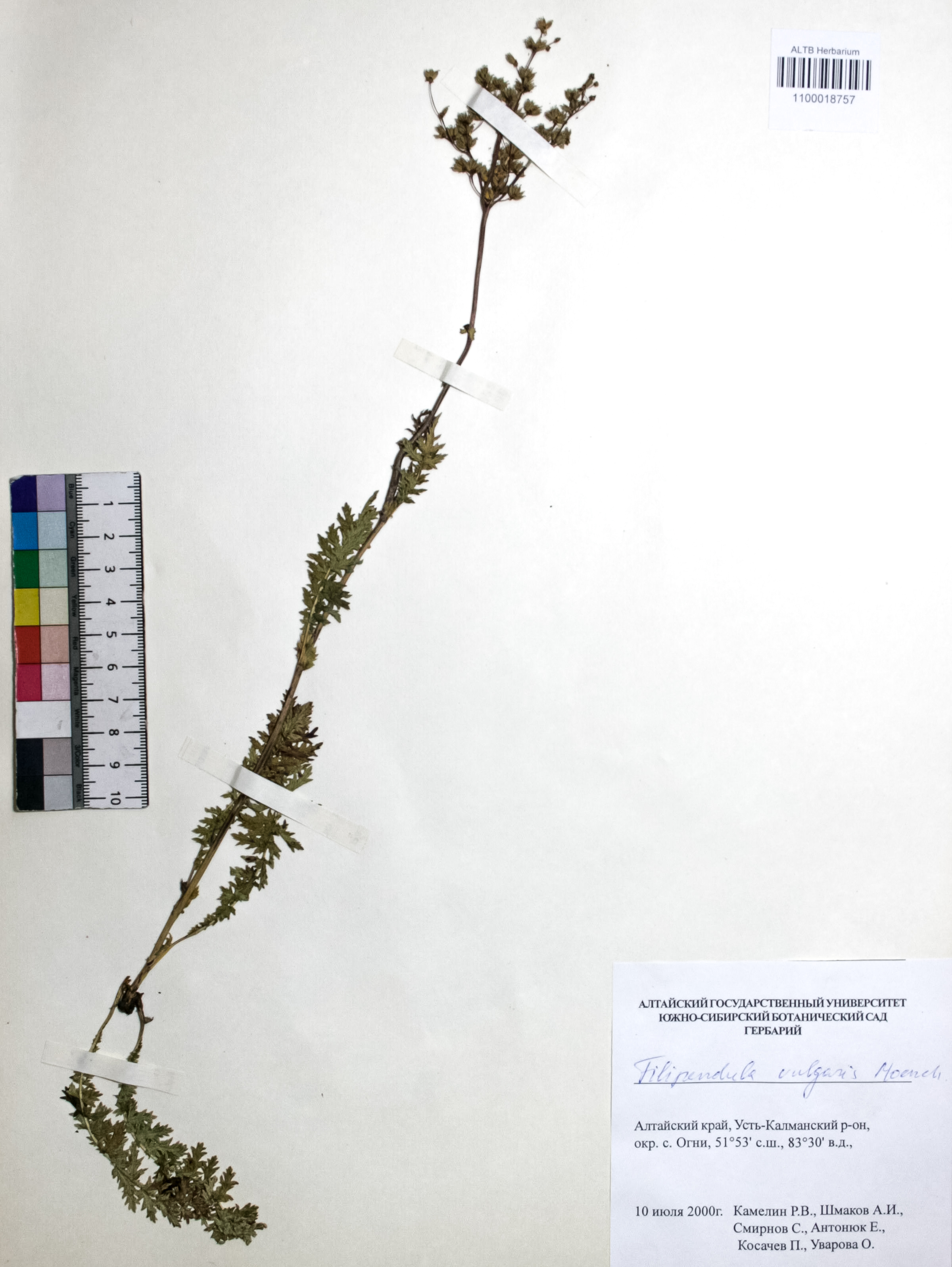 Filipendula vulgaris Moench