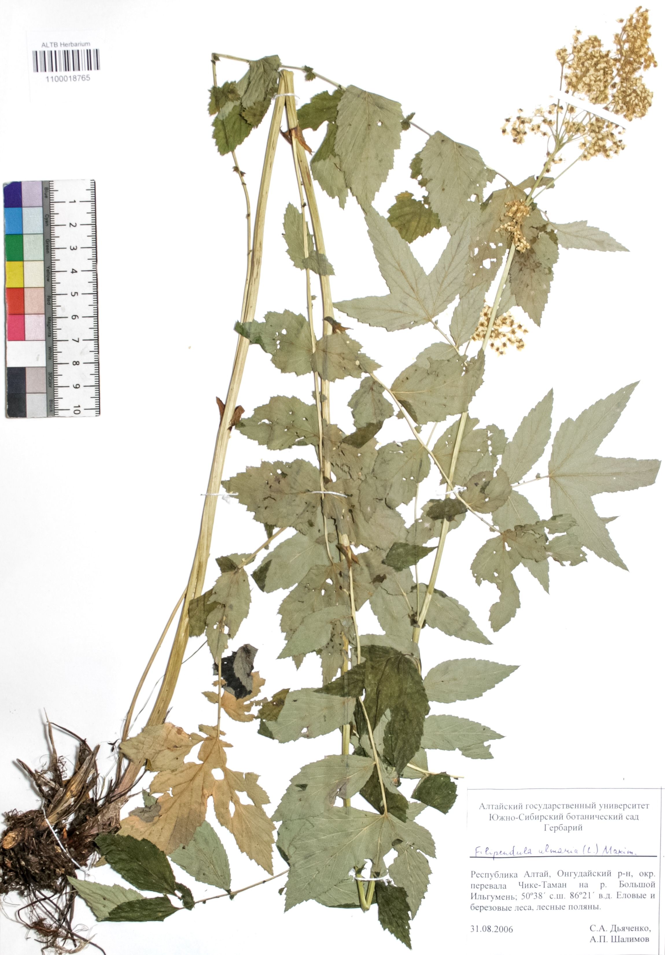 Filipendula ulmaria (L.) Maxim.