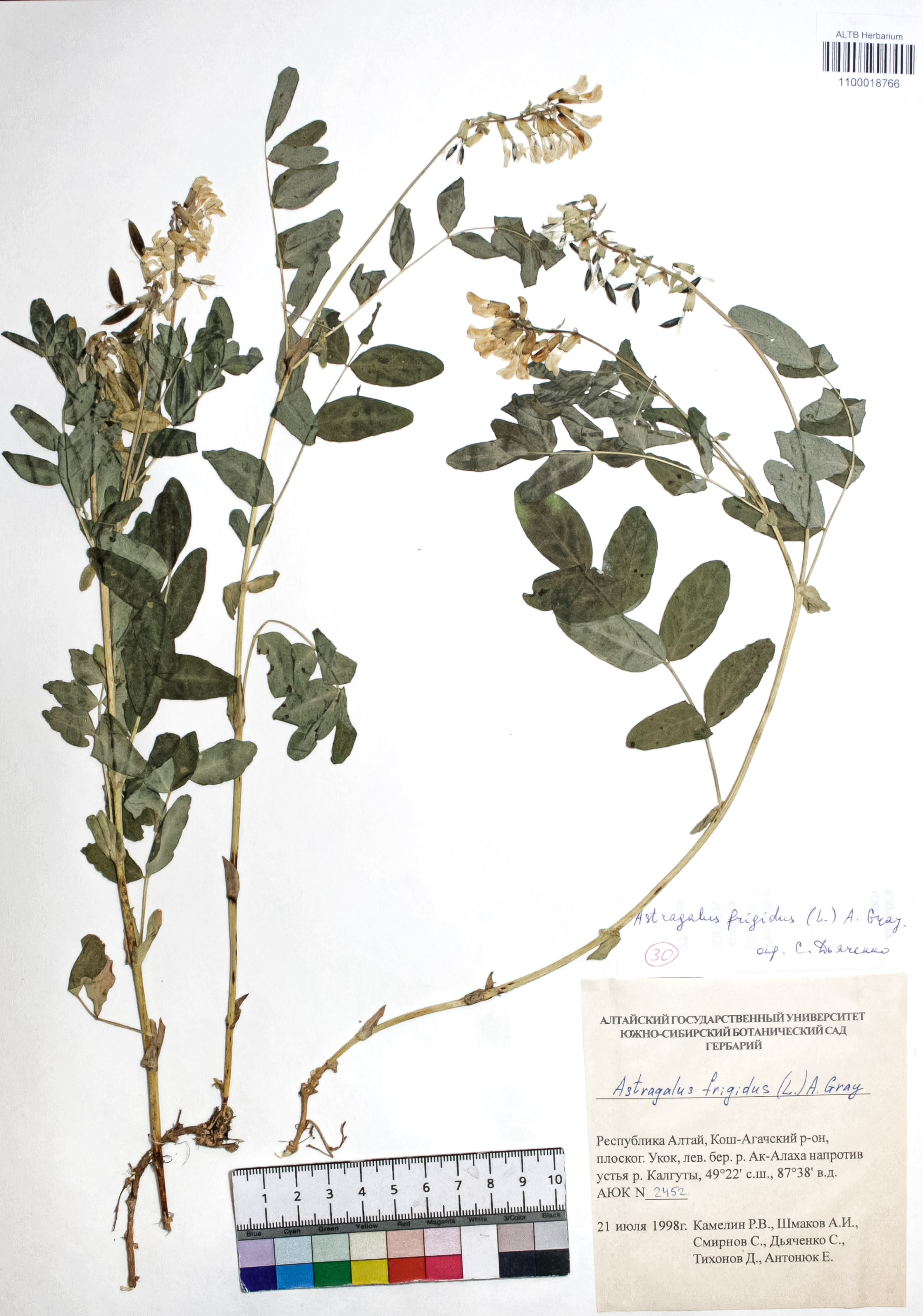 Astragalus frigidus (L.) A. Gray