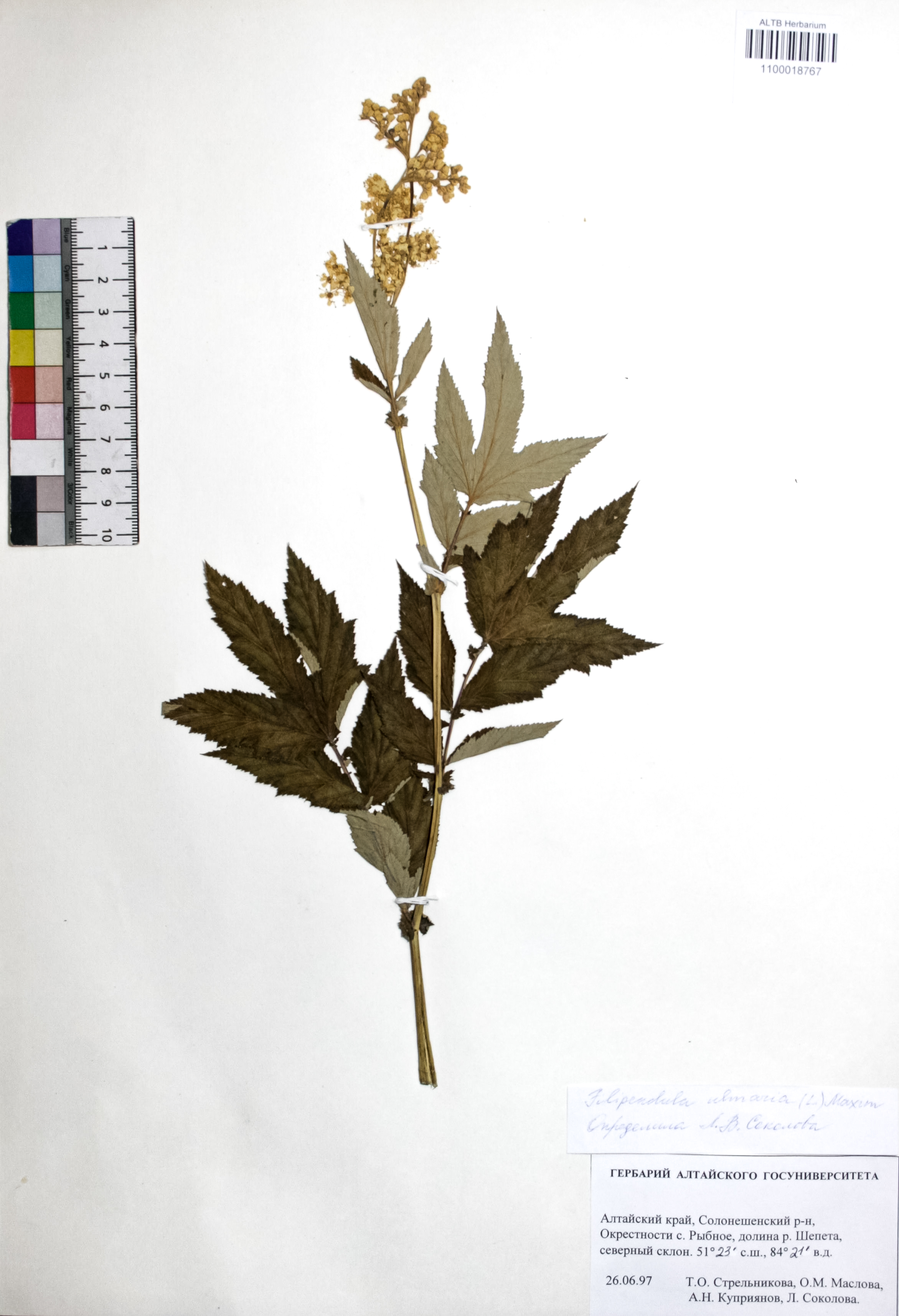 Filipendula ulmaria (L.) Maxim.
