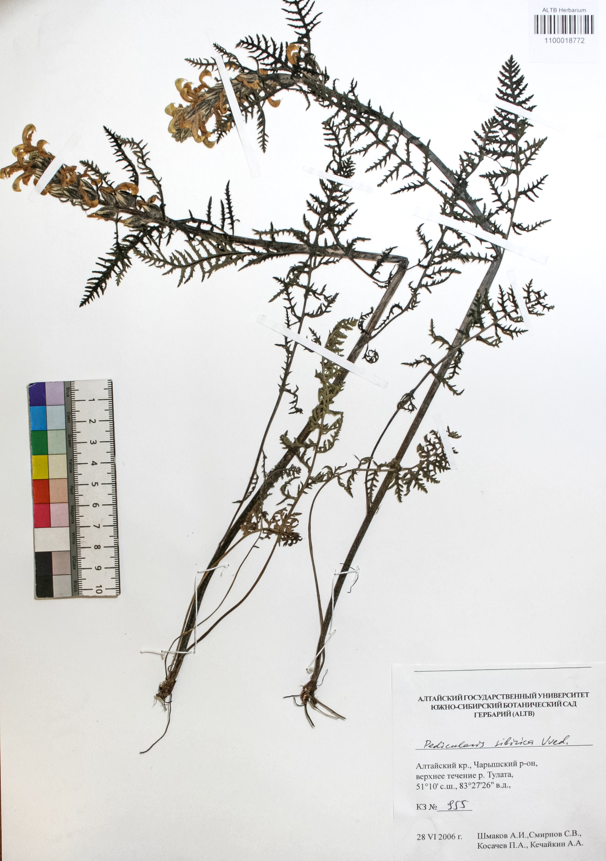 Pedicularis sibirica Vved.