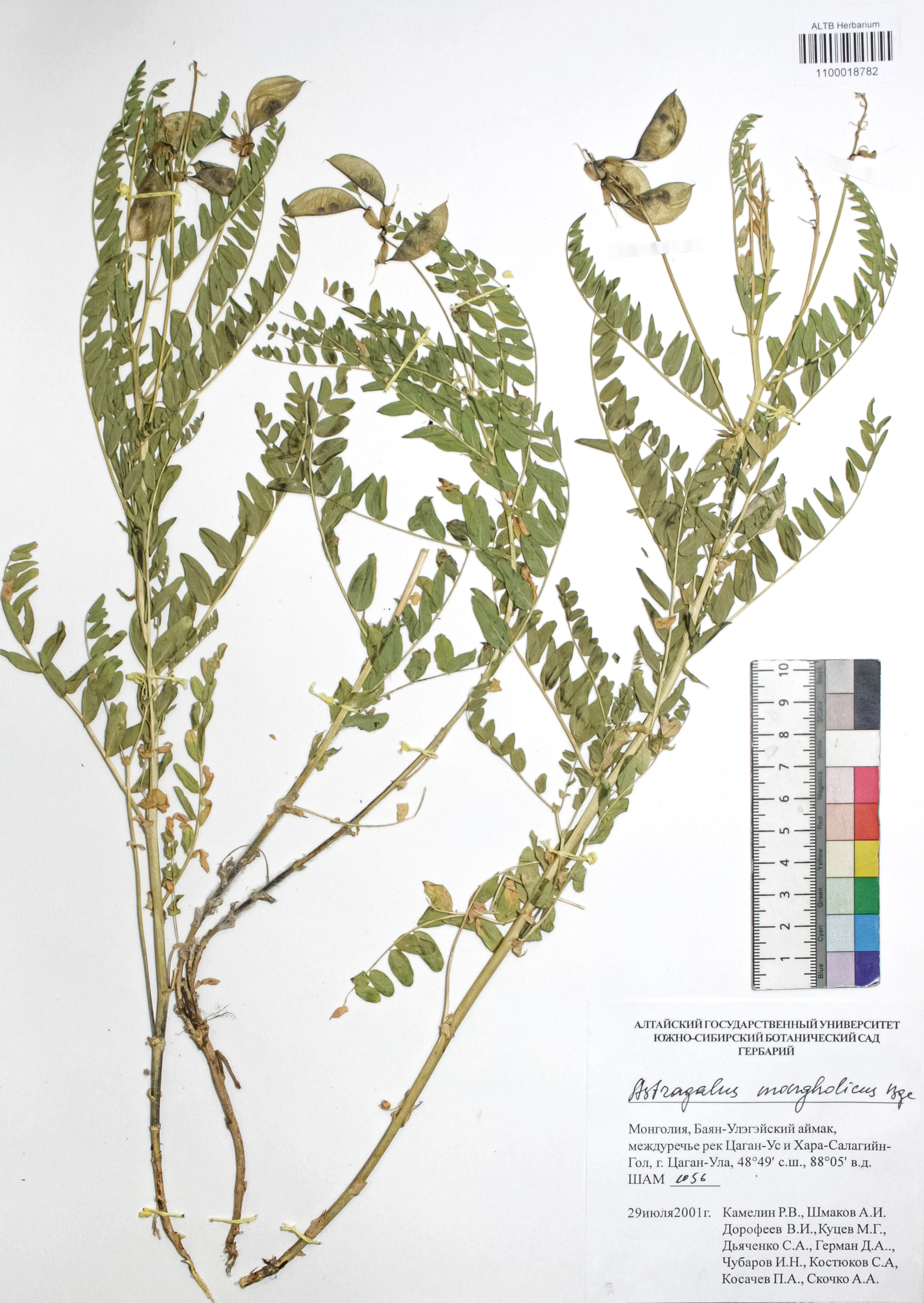 Astragalus mongolicus Bunge