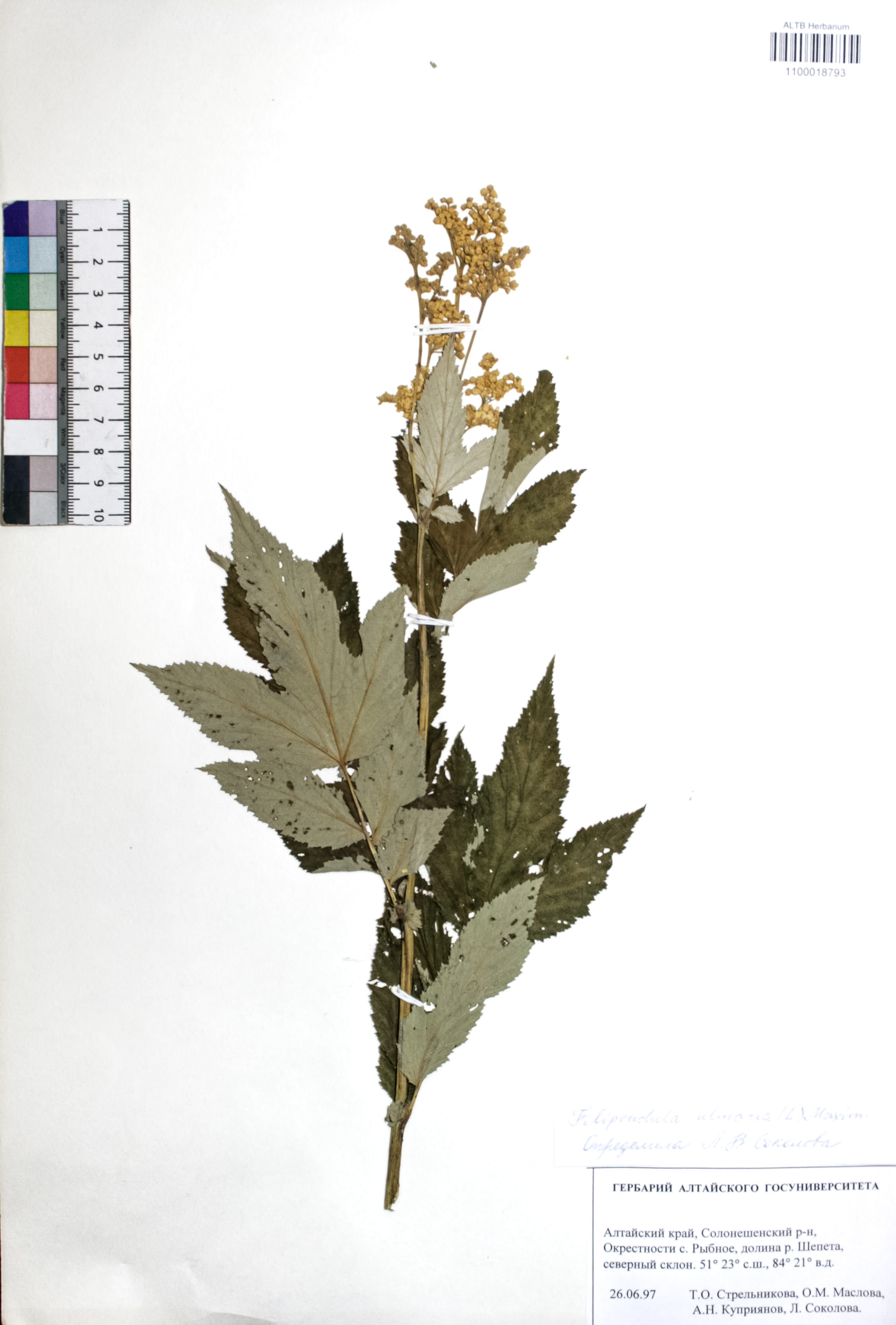 Filipendula ulmaria (L.) Maxim.
