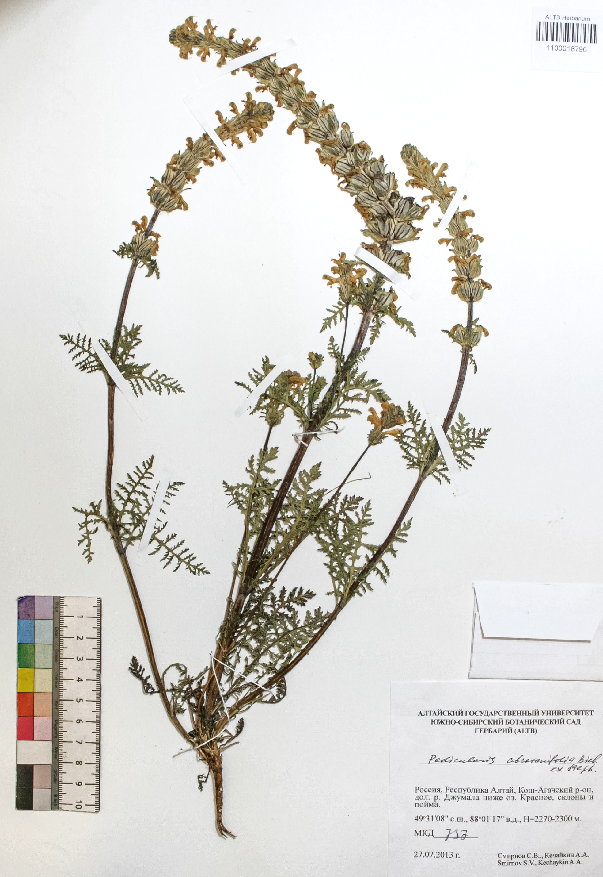 Pedicularis abrotanifolia Bieb. ex Steven
