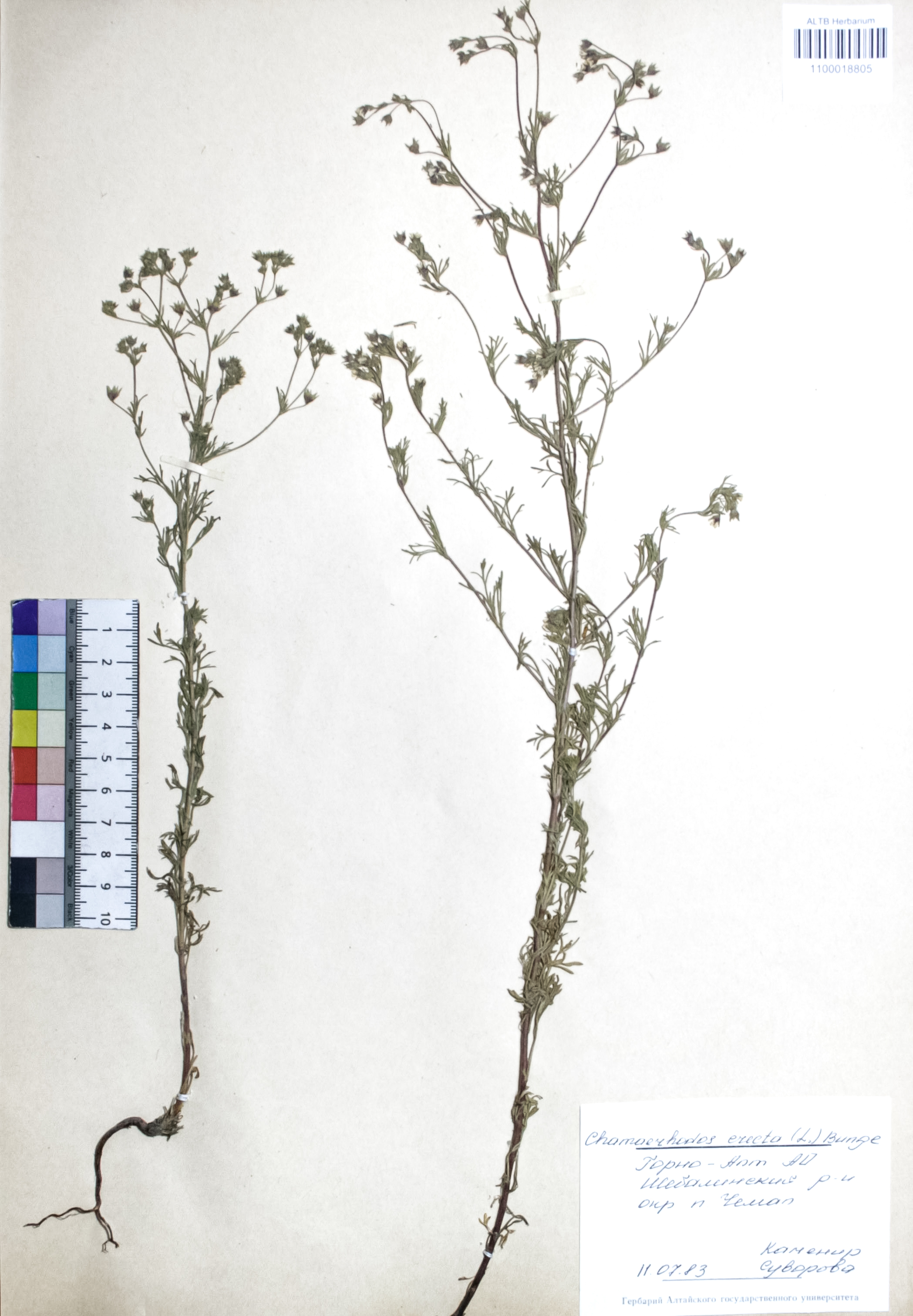 Chamaerhodos erecta (L.) Bunge