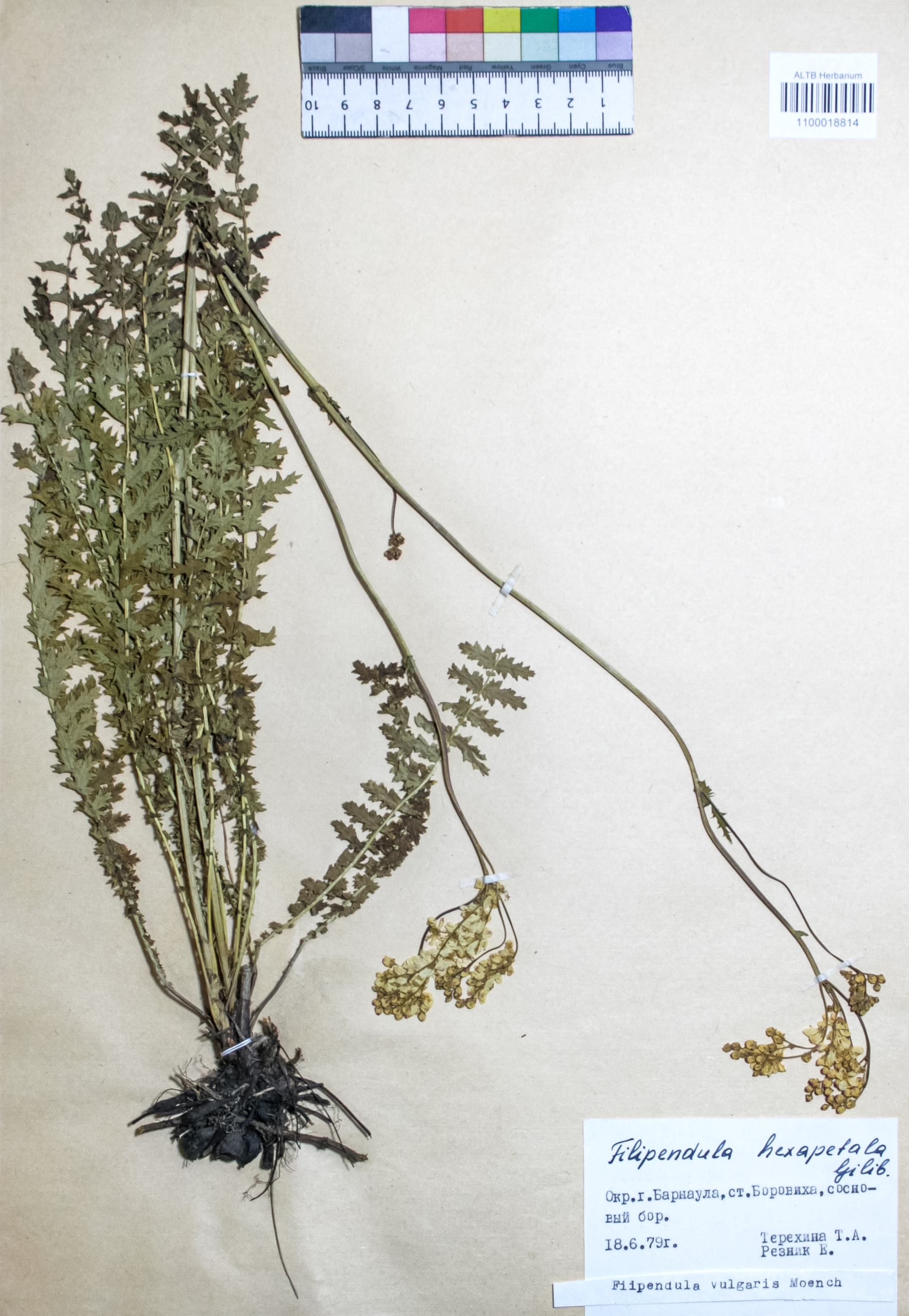 Filipendula vulgaris Moench