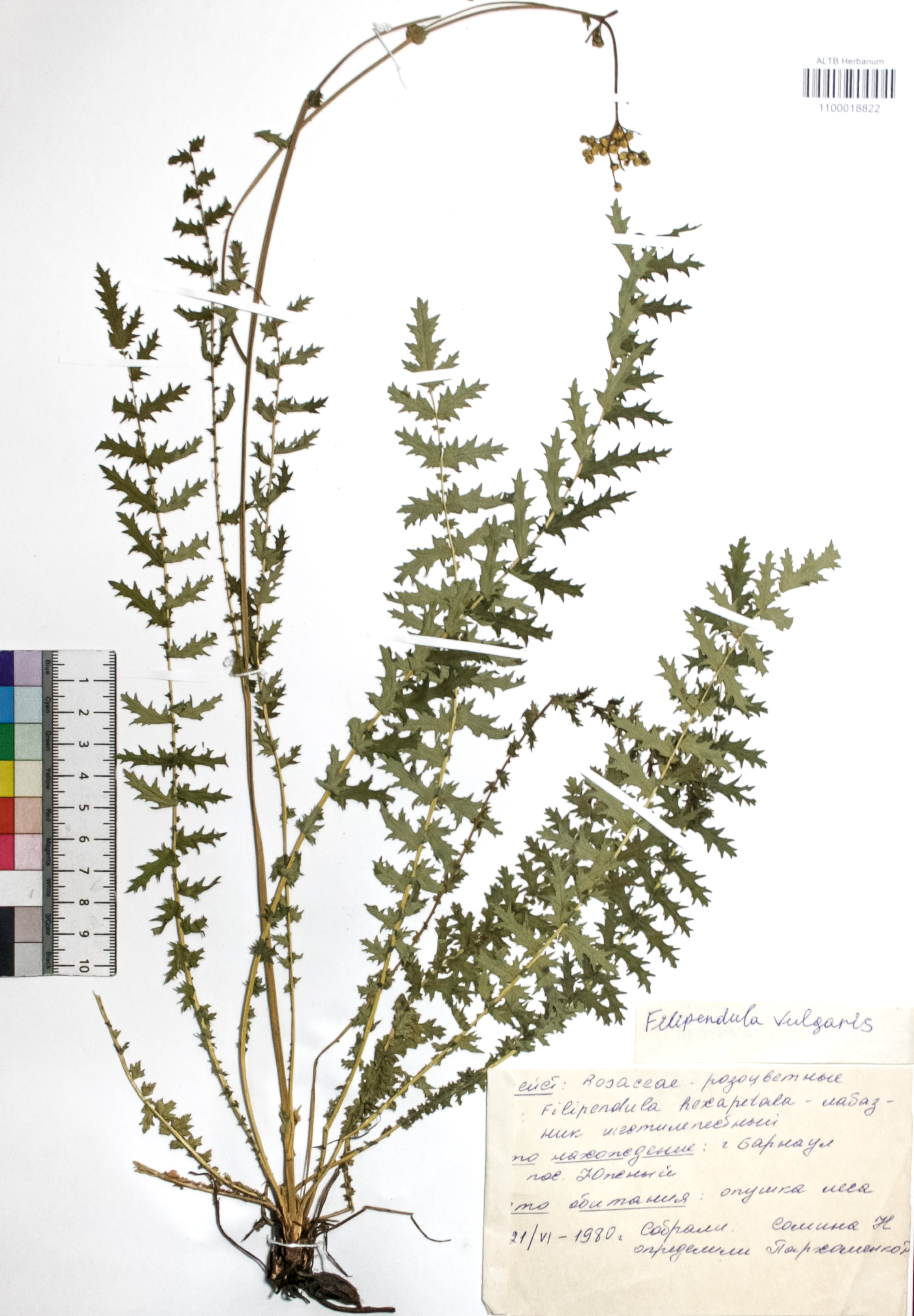 Filipendula vulgaris Moench