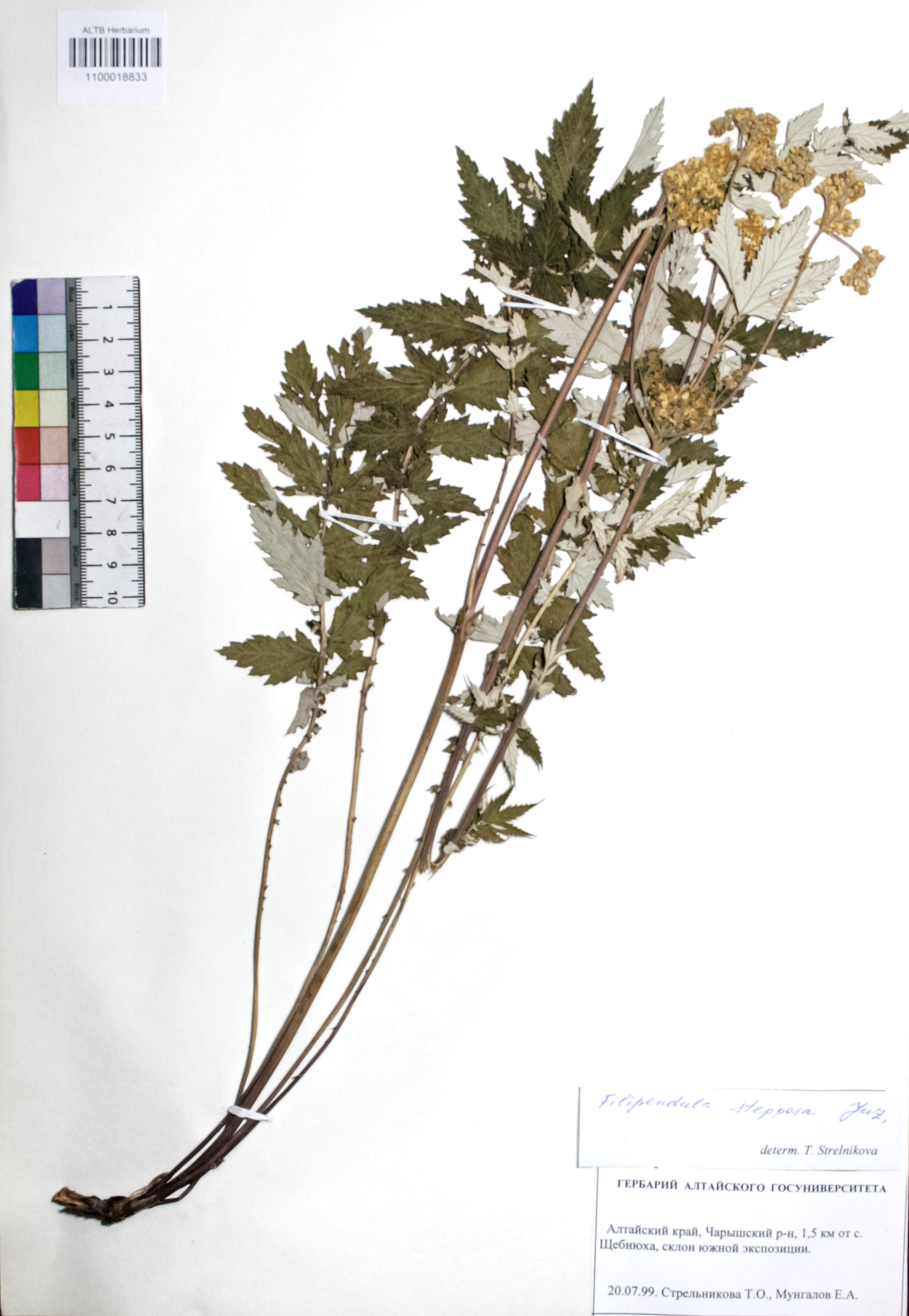 Filipendula stepposa Juz.