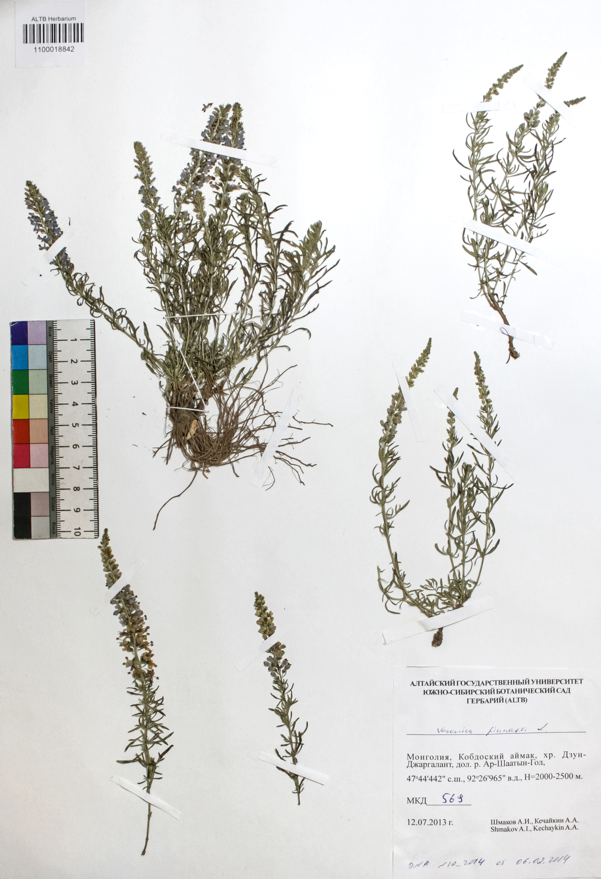 Veronica pinnata L.