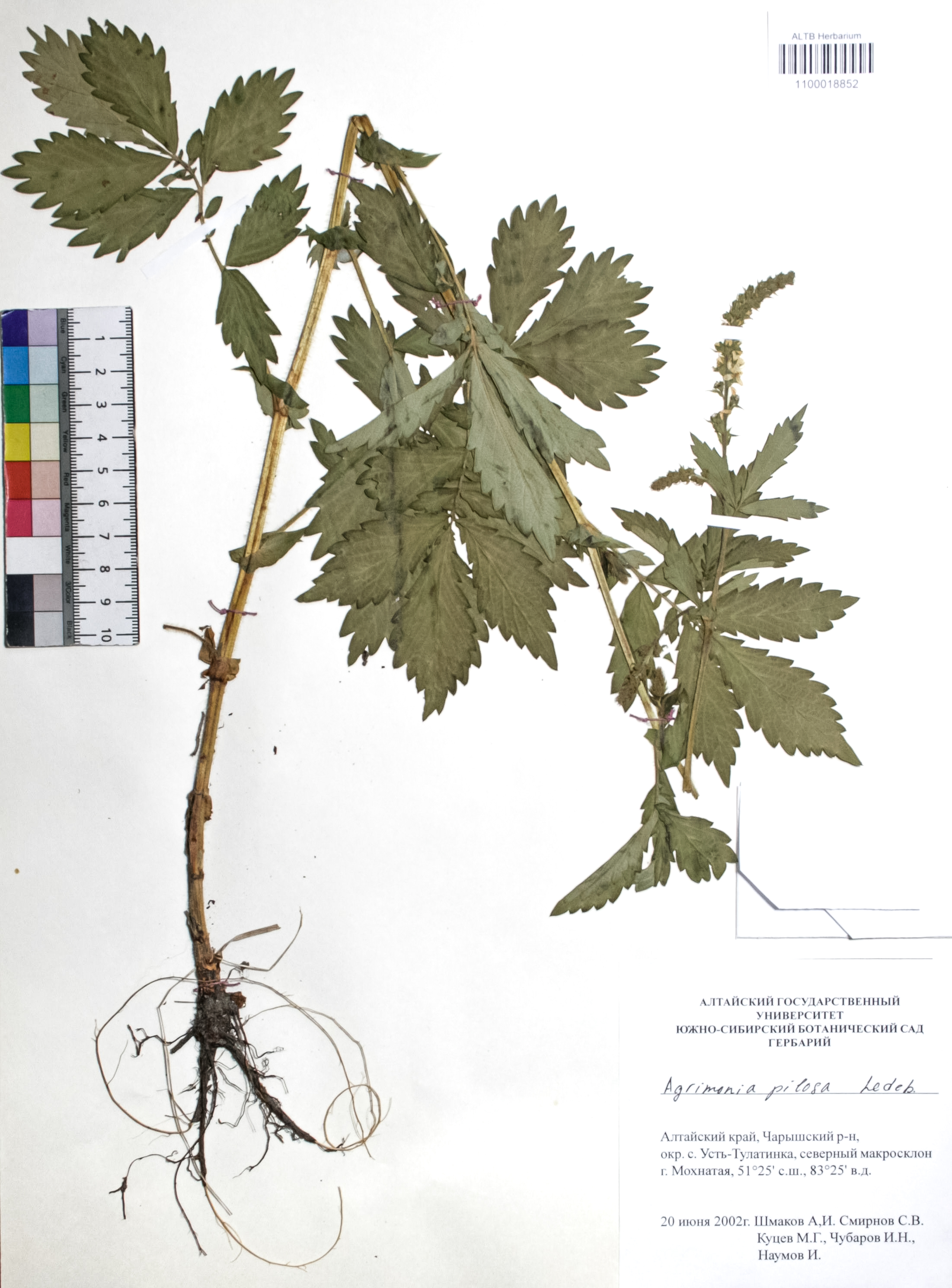Agrimonia pilosa Ledeb.