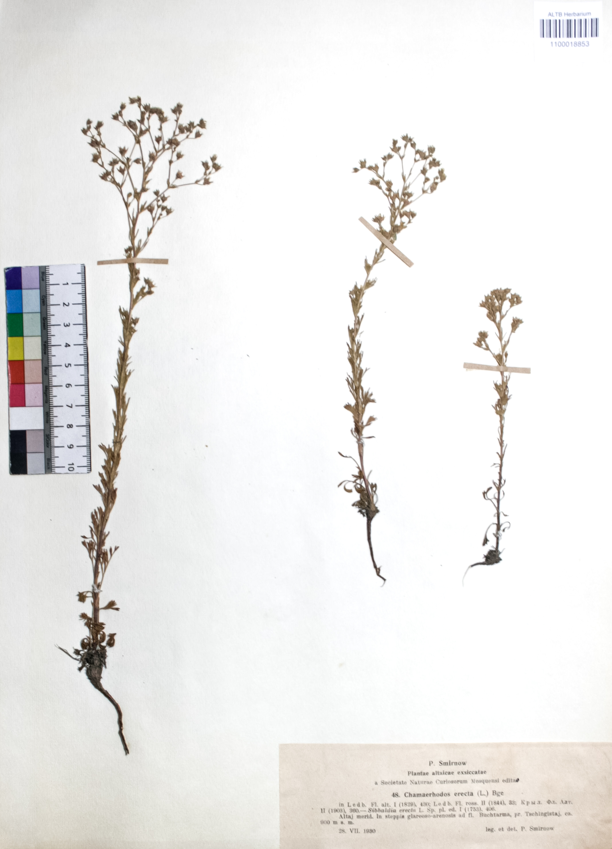 Chamaerhodos erecta (L.) Bunge