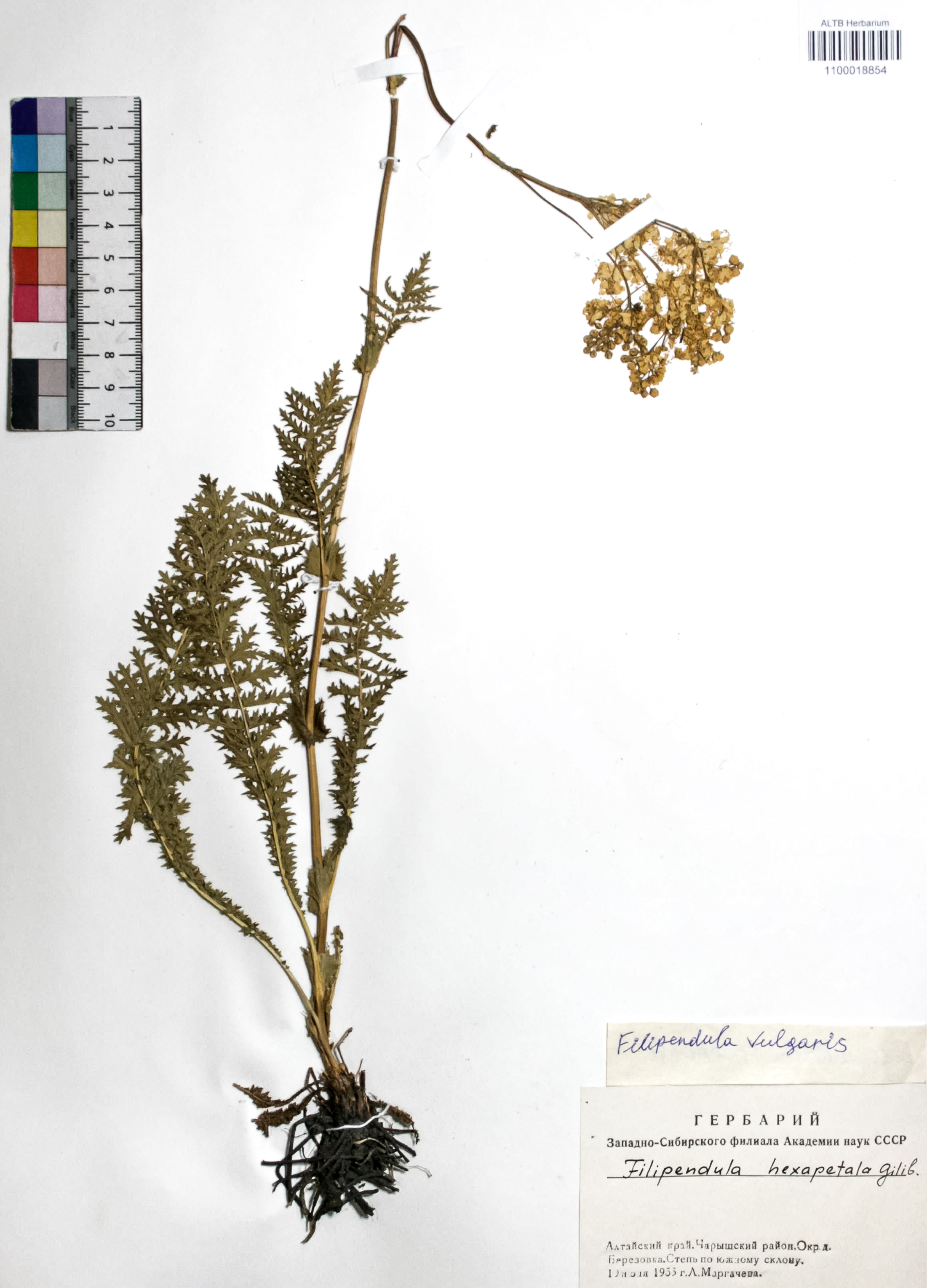 Filipendula vulgaris Moench