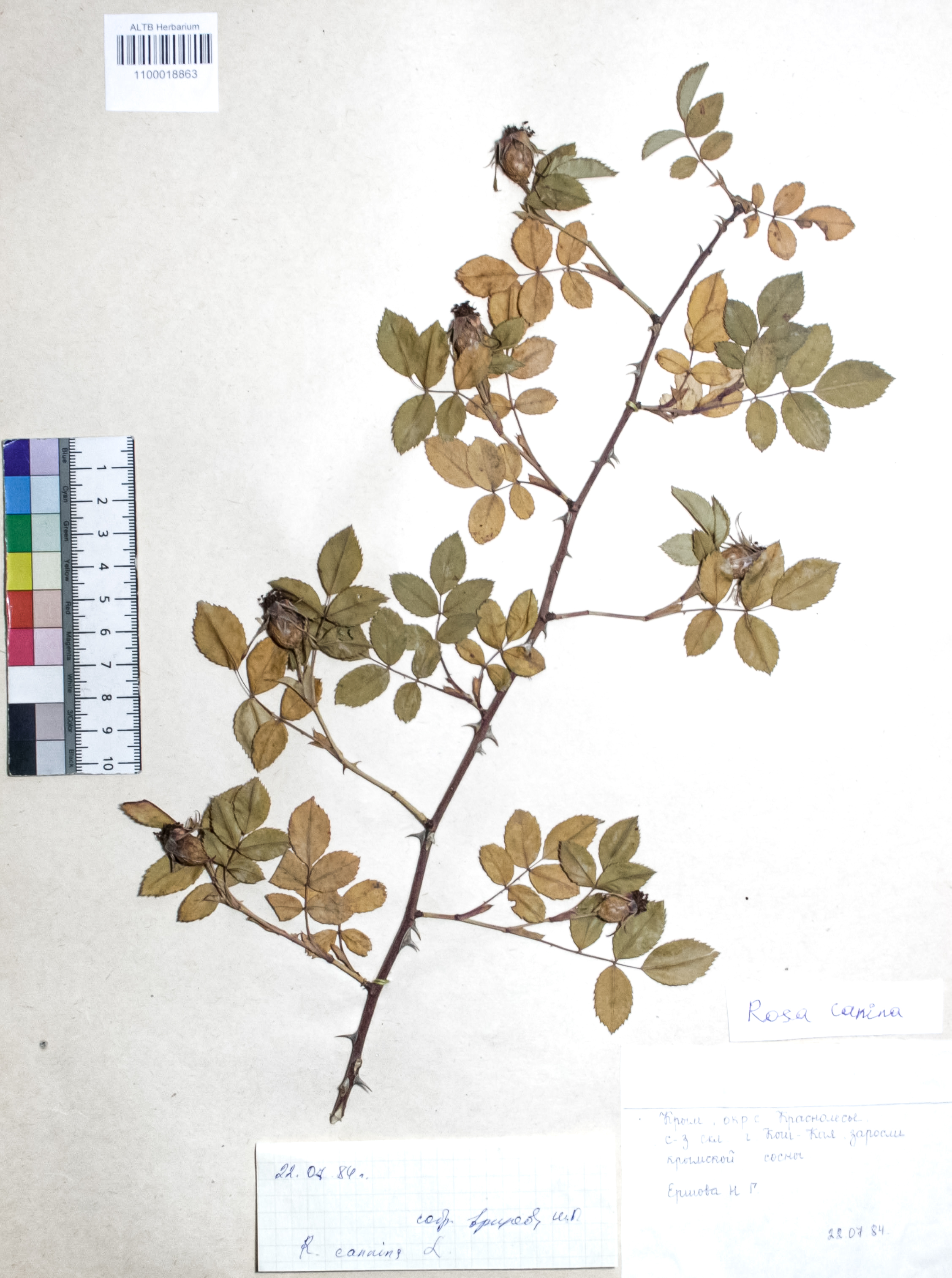 Rosa canina L.
