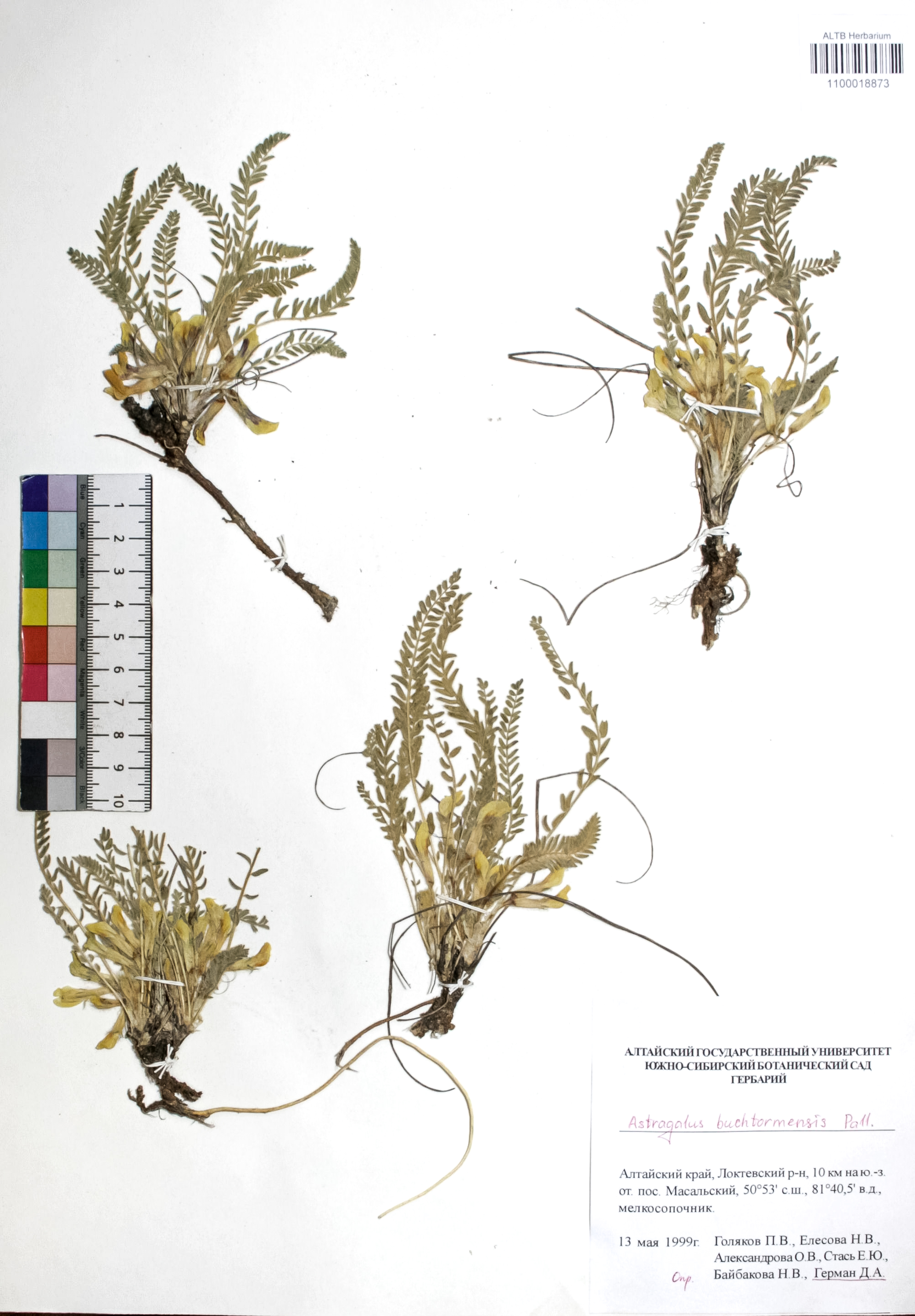 Astragalus buchtormensis Pall.