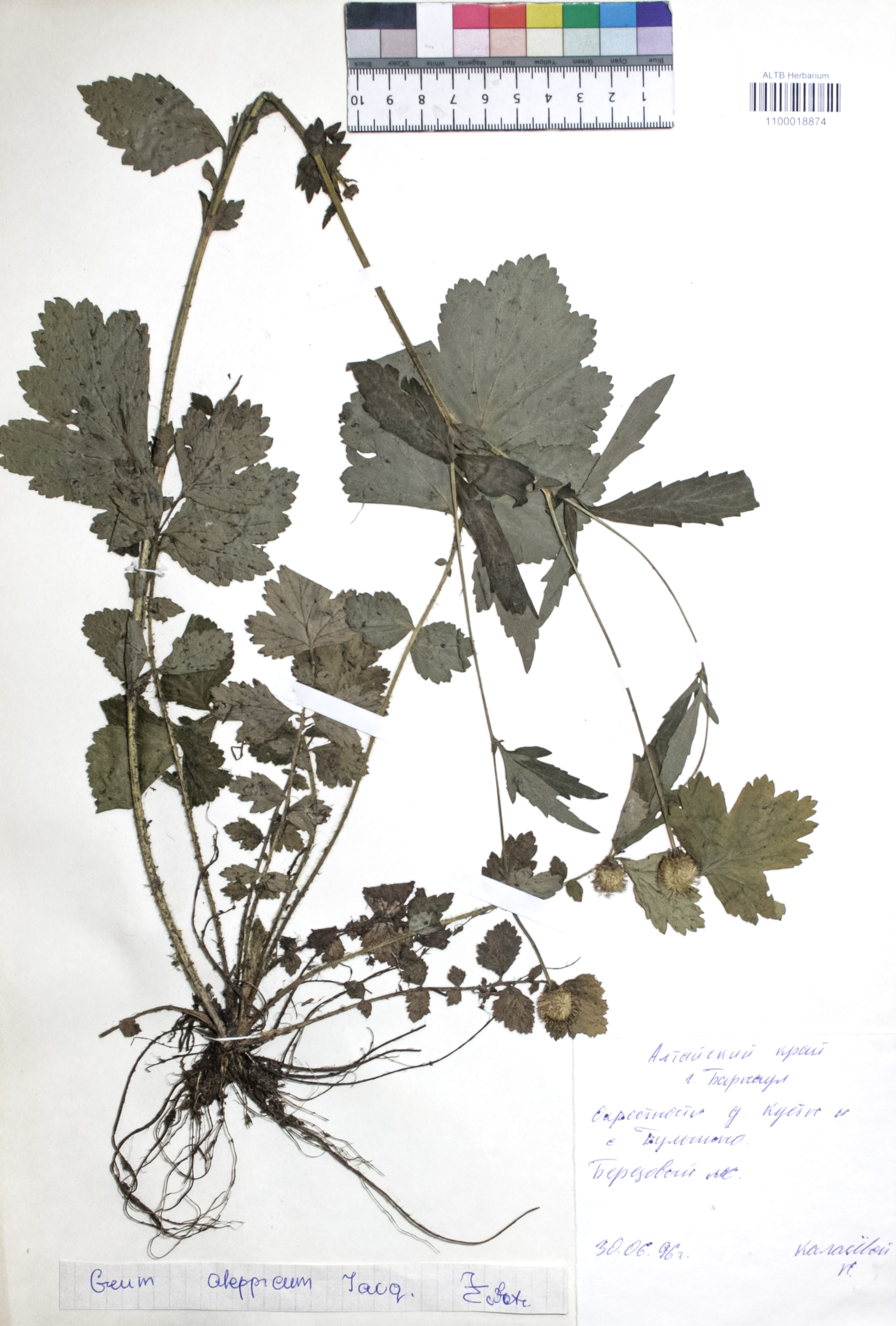 Geum aleppicum Jacq.