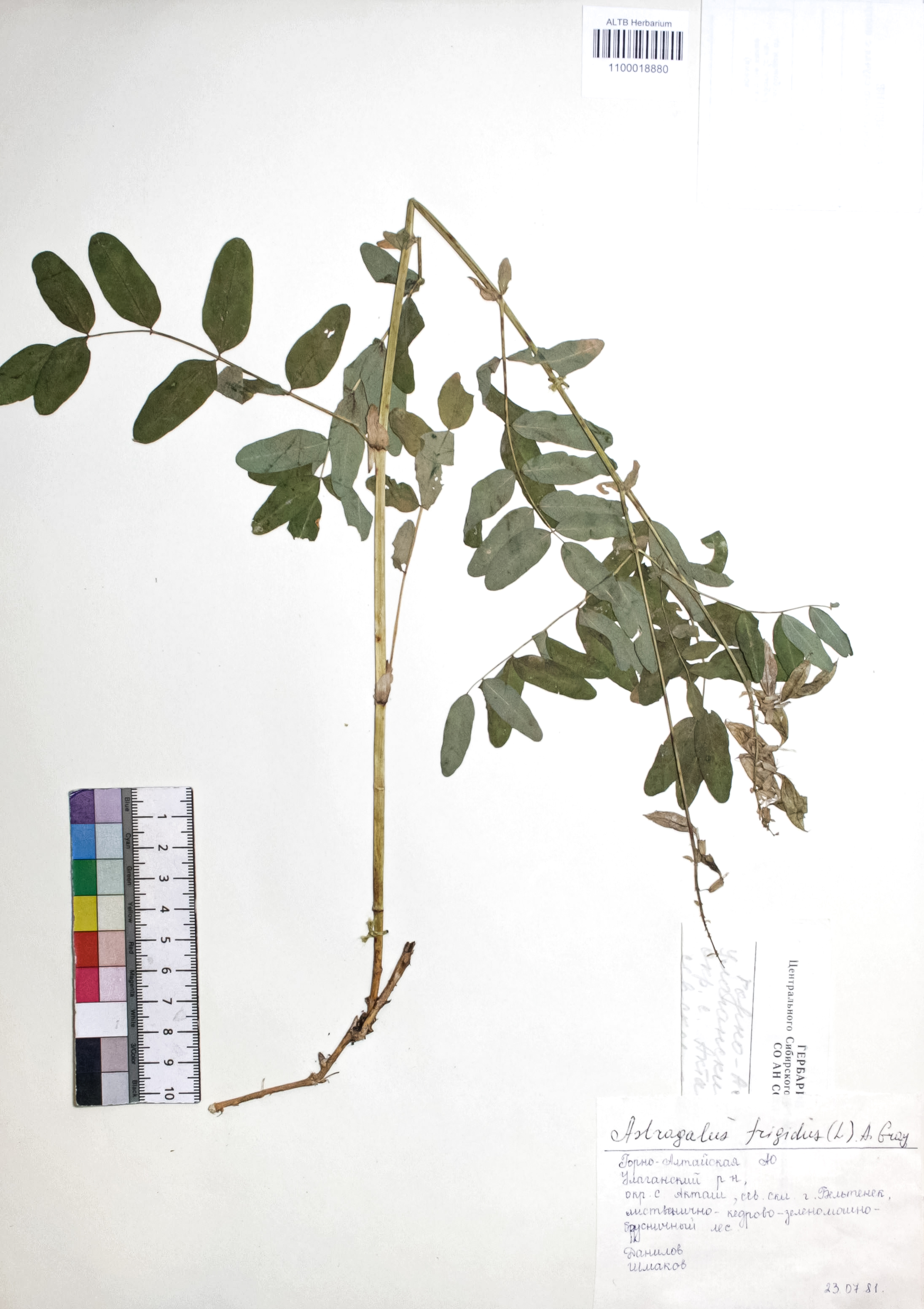 Astragalus frigidus (L.) A. Gray