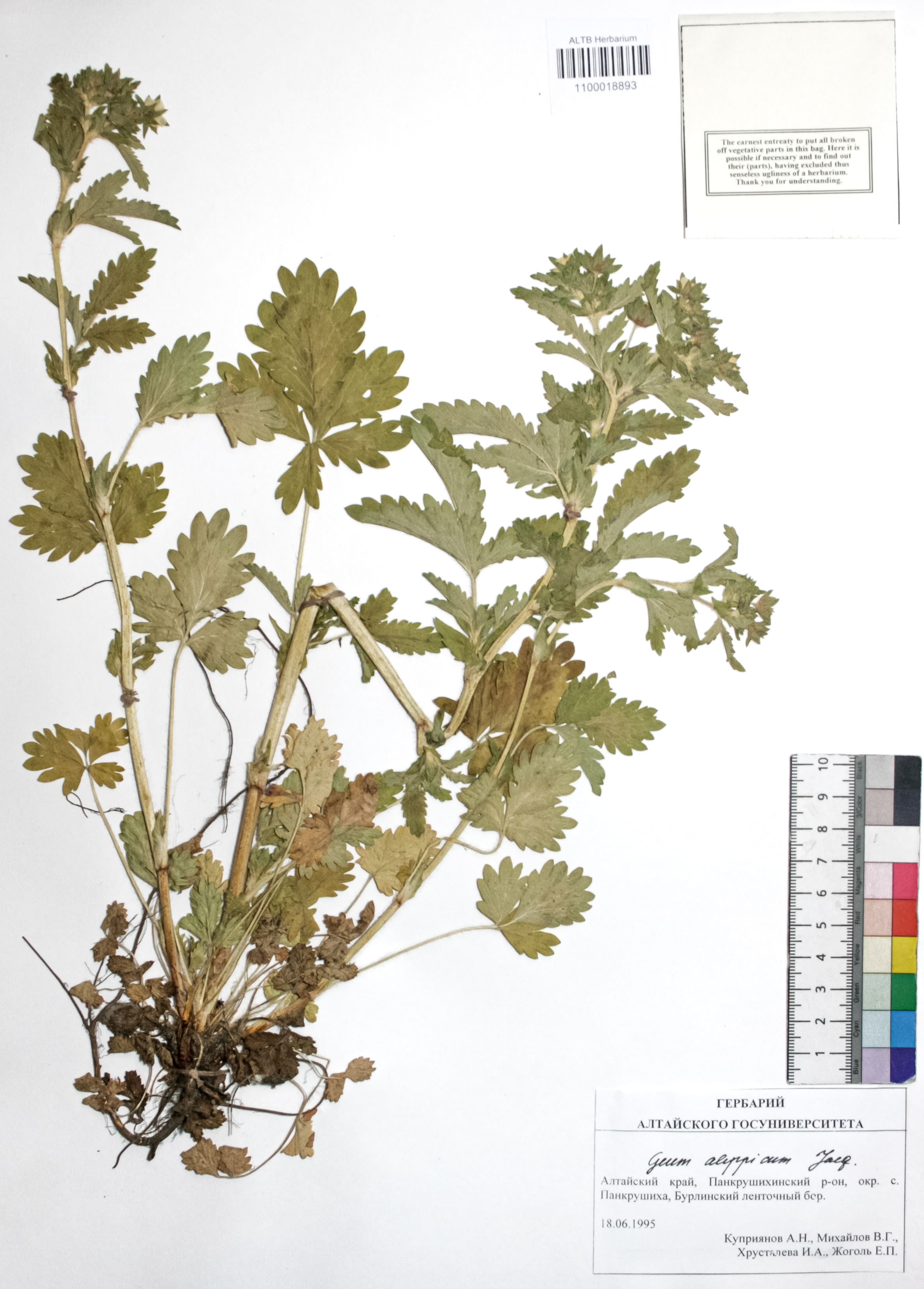 Geum aleppicum Jacq.