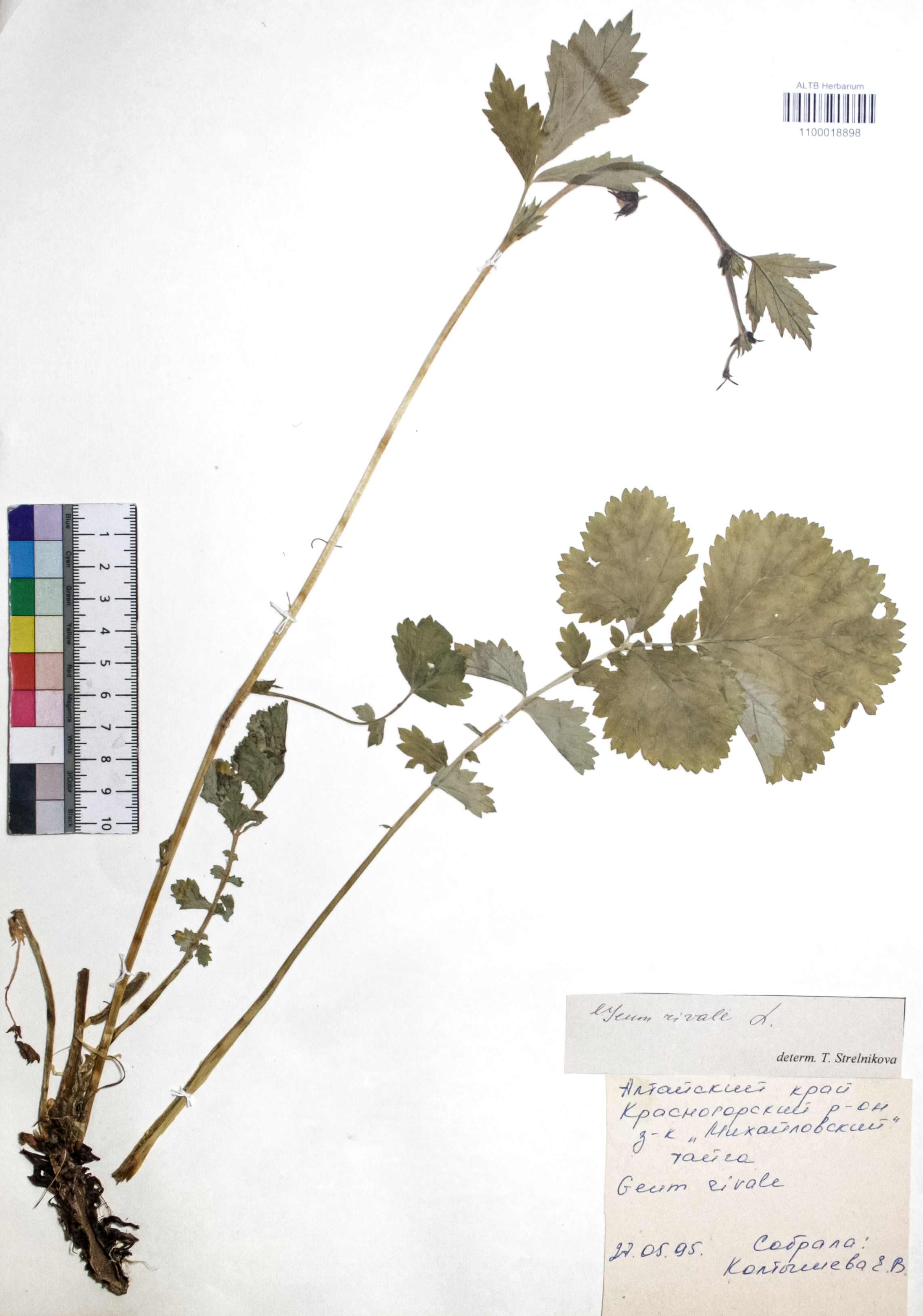 Geum rivale L.