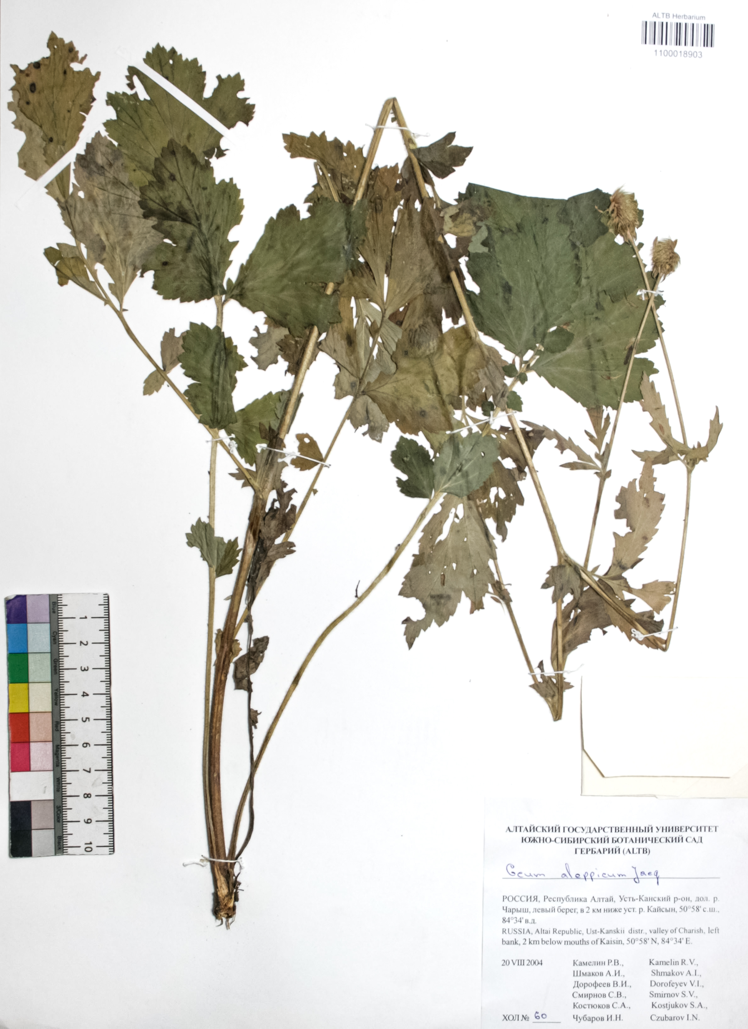 Geum aleppicum Jacq.