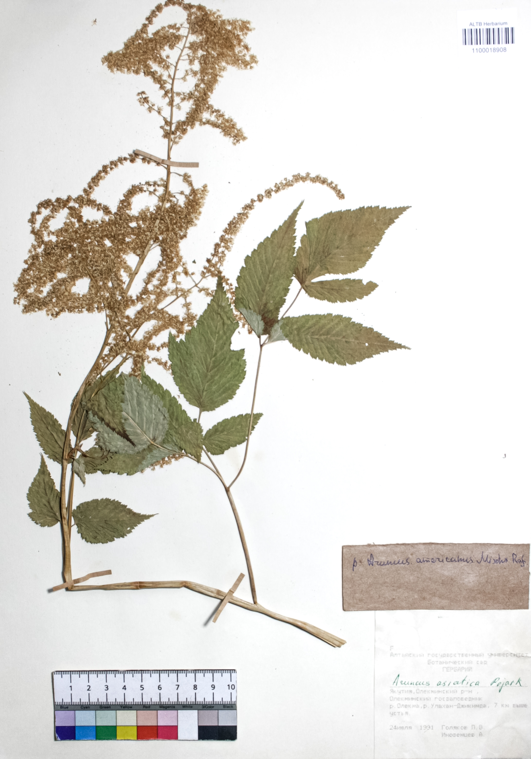 Aruncus americanus Raf.