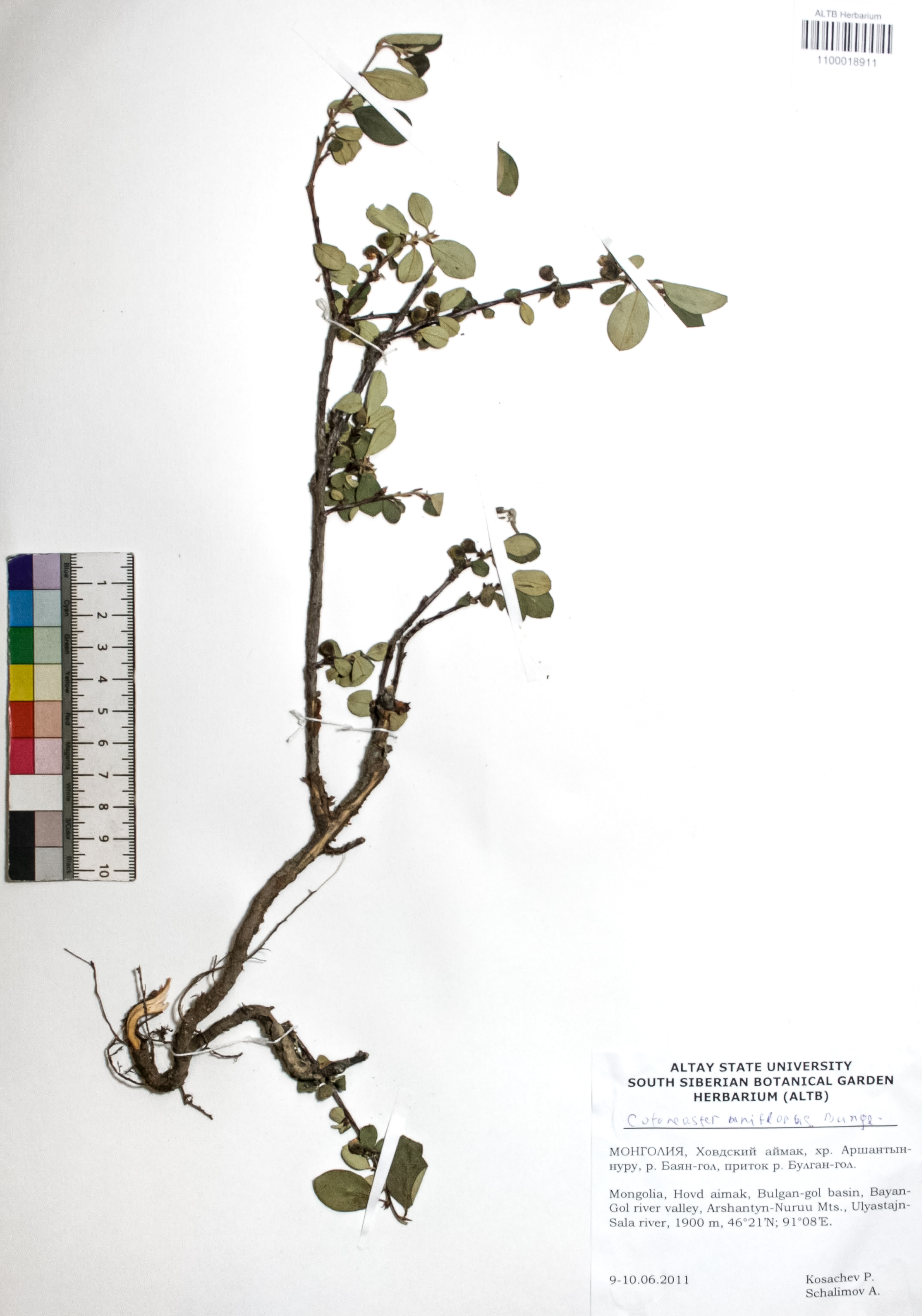 Cotoneaster uniflorus Bunge