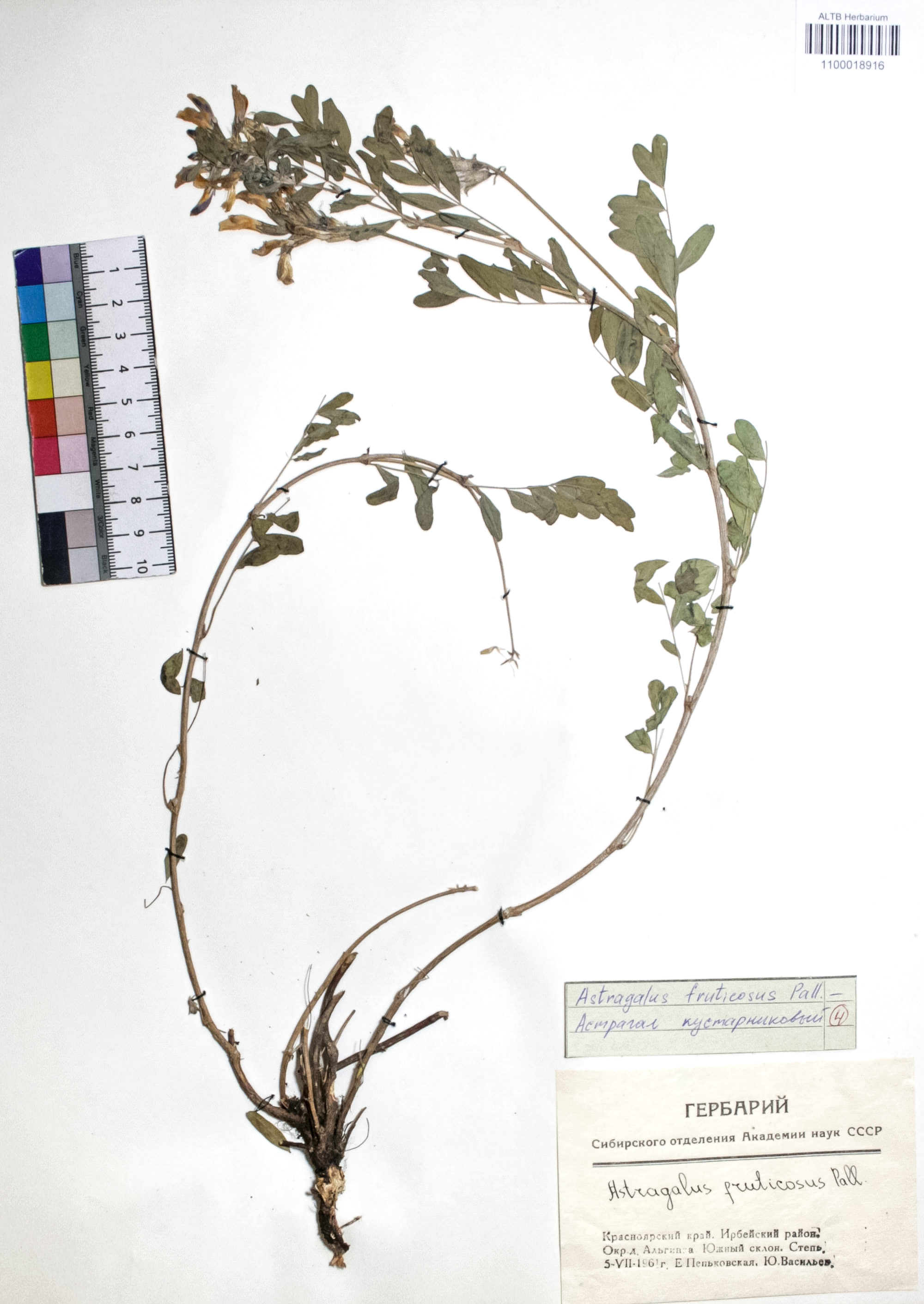 Astragalus fruticosus Pall.