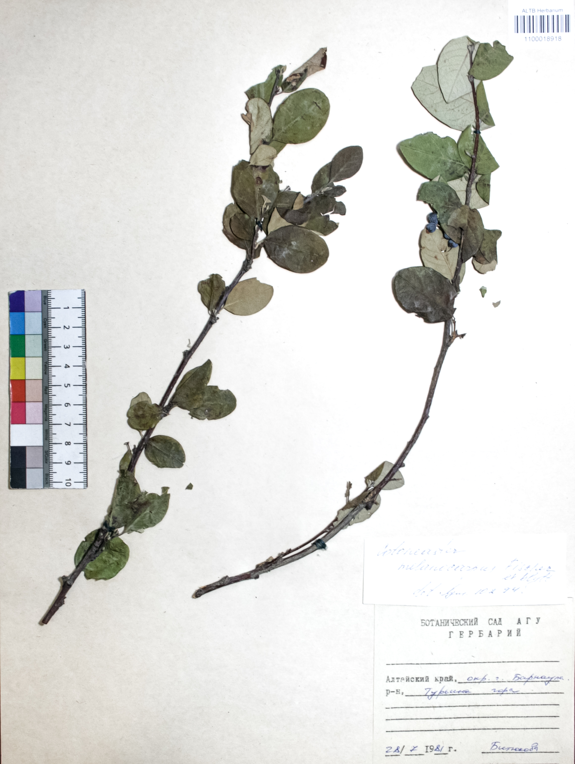 Cotoneaster melanocarpus Fisch. ex Blytt