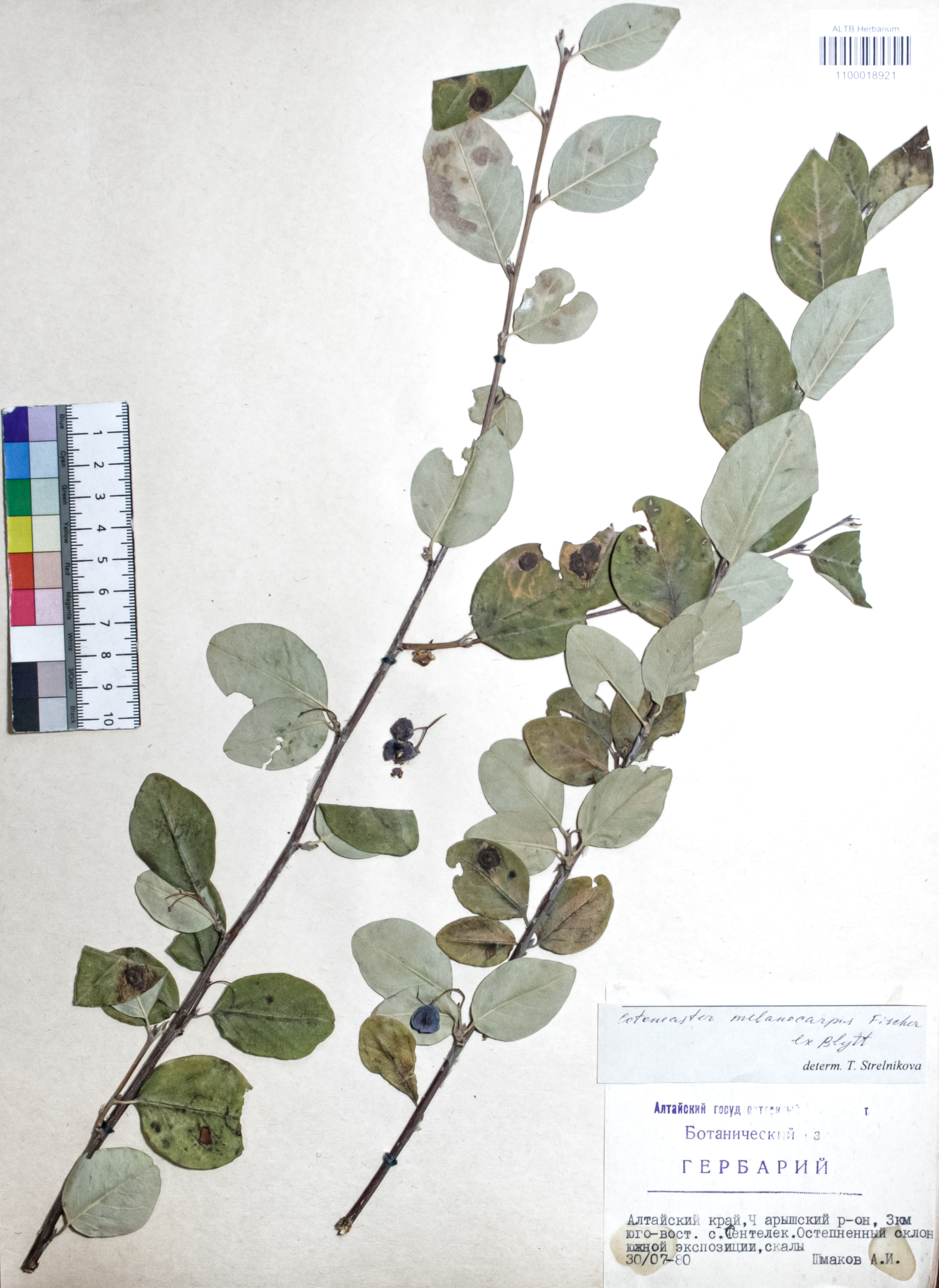 Cotoneaster melanocarpus Fisch. ex Blytt