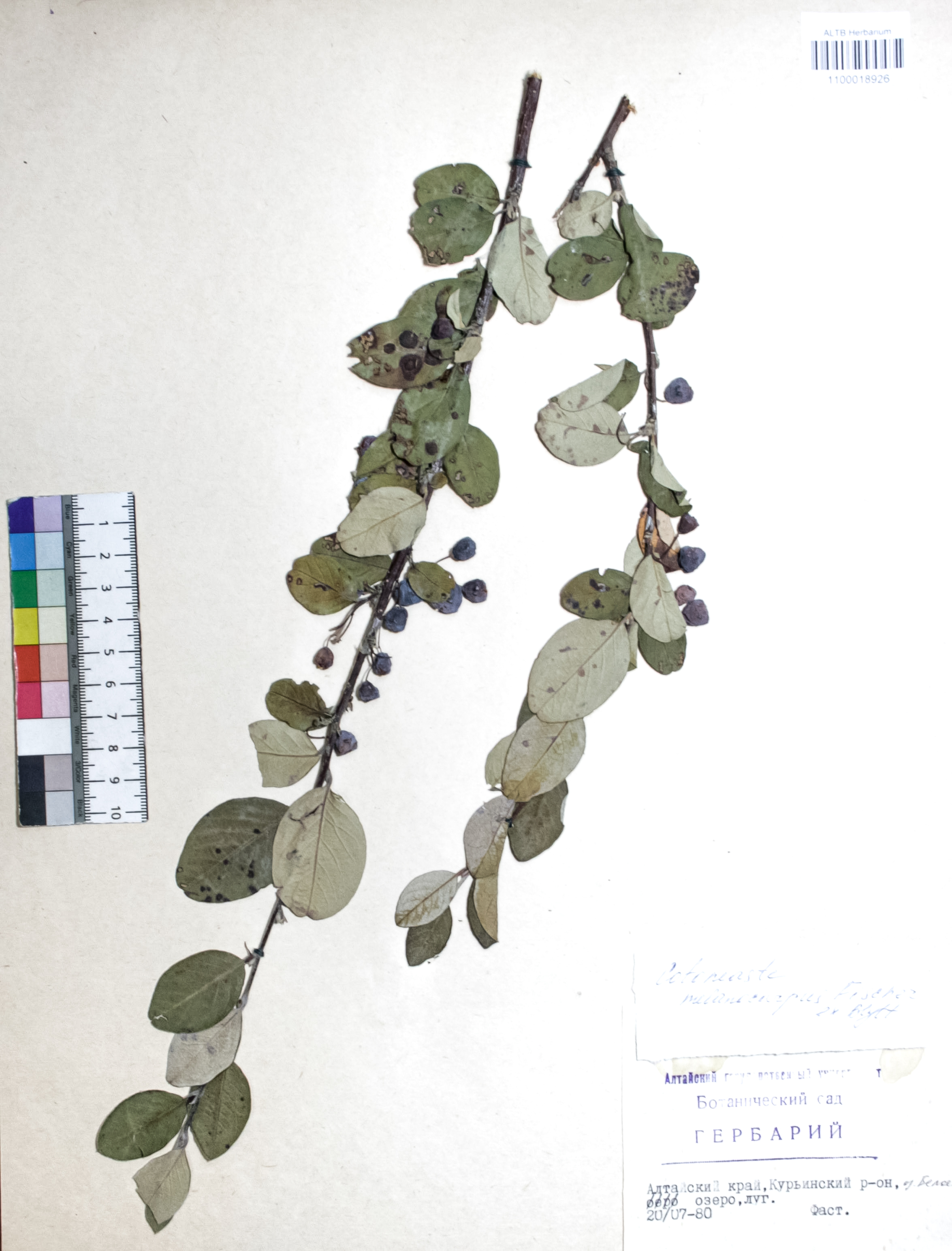 Cotoneaster melanocarpus Fisch. ex Blytt