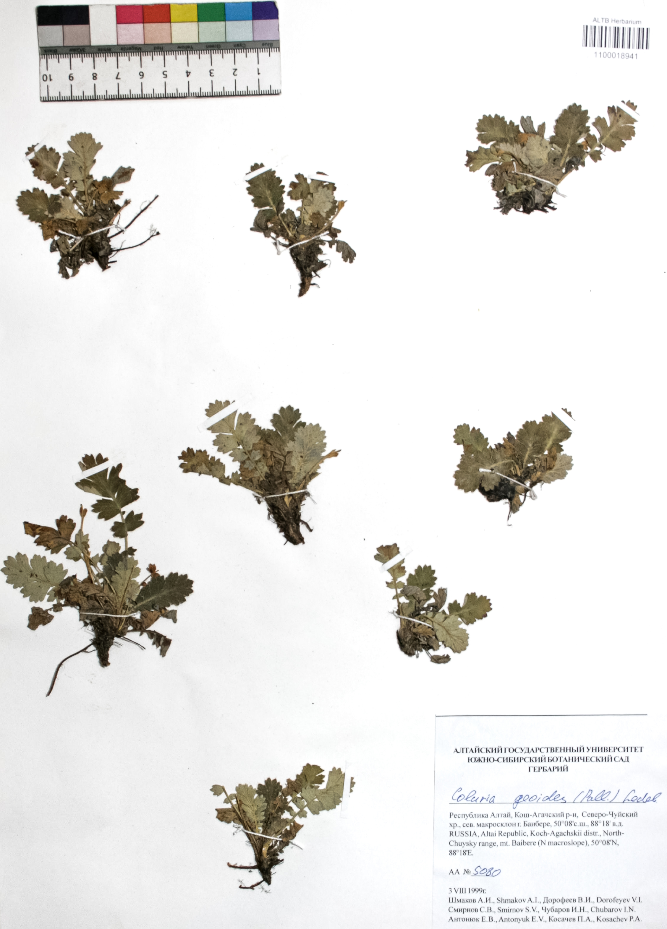Coluria geoides (Pall.) Ledeb.