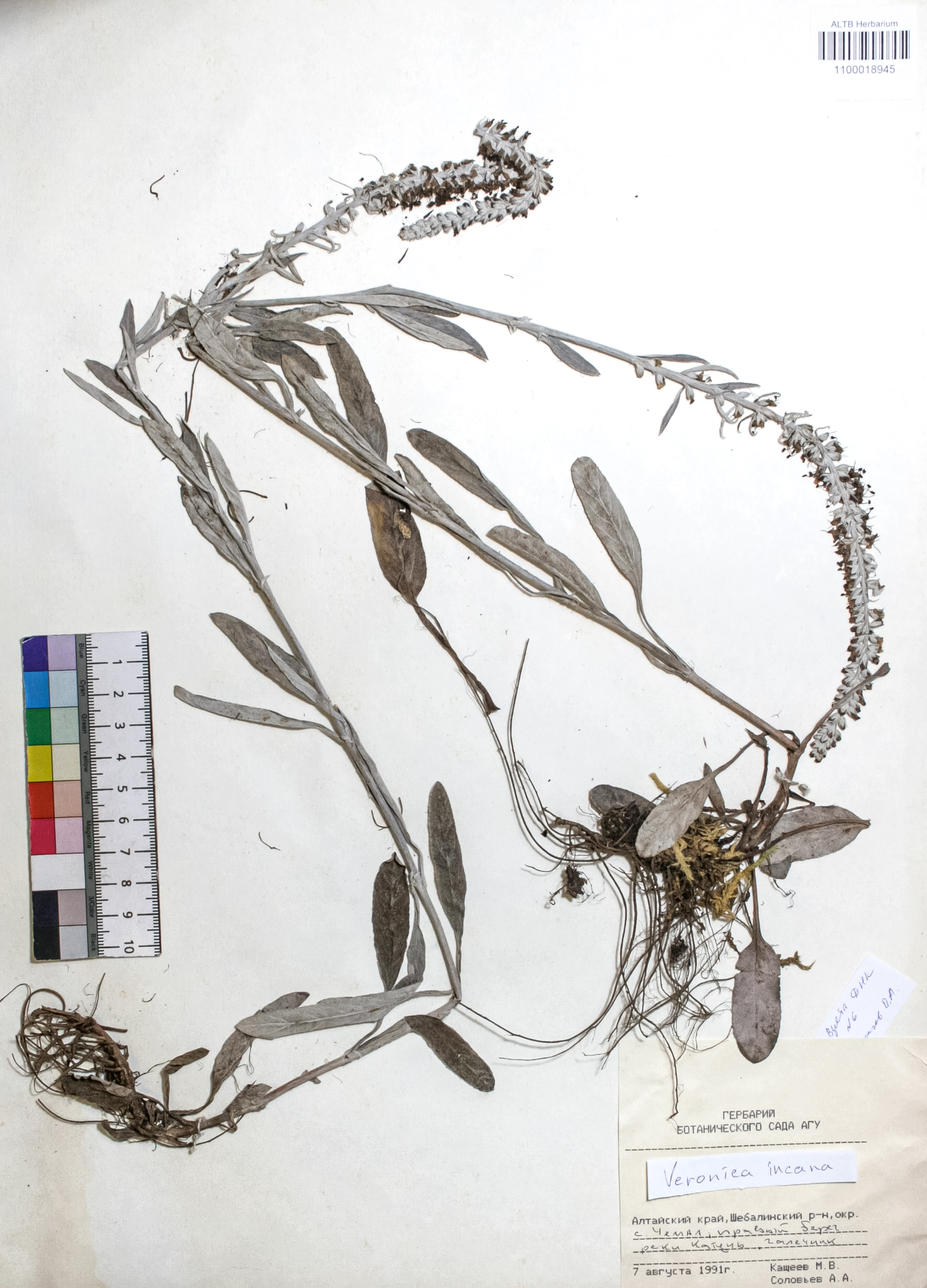 Veronica incana L.