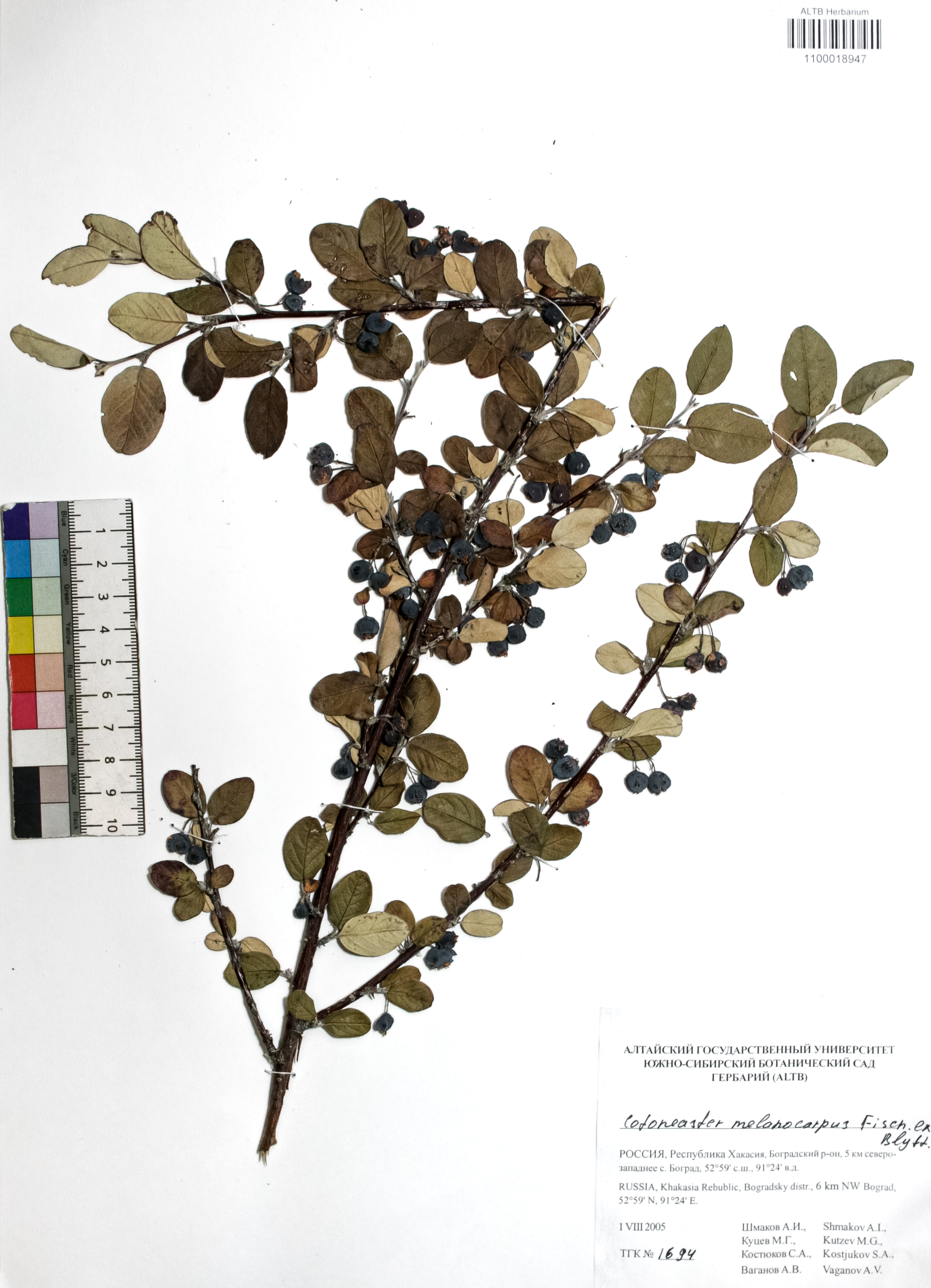 Cotoneaster melanocarpus Fisch. ex Blytt