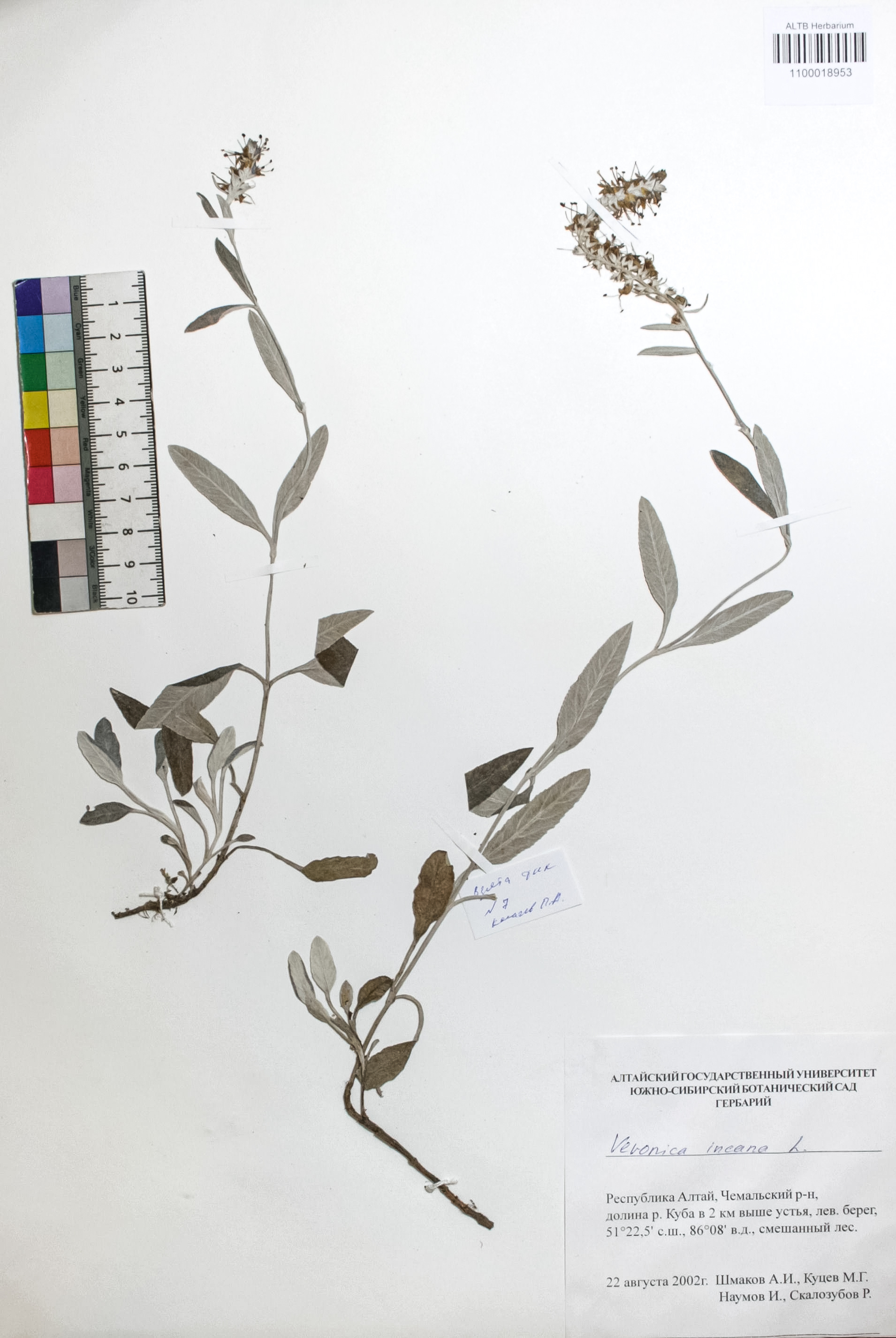 Veronica incana L.