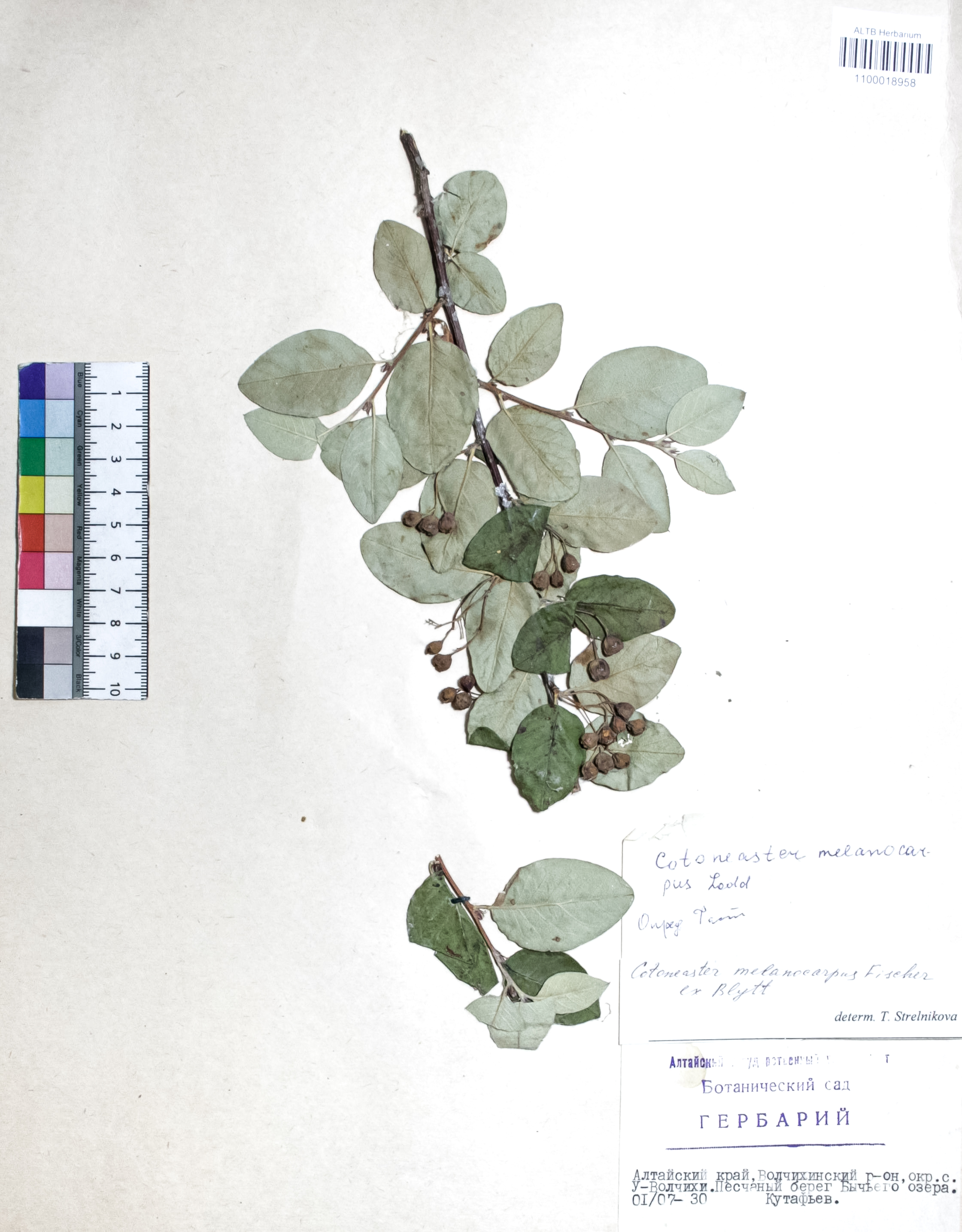 Cotoneaster melanocarpus Fisch. ex Blytt