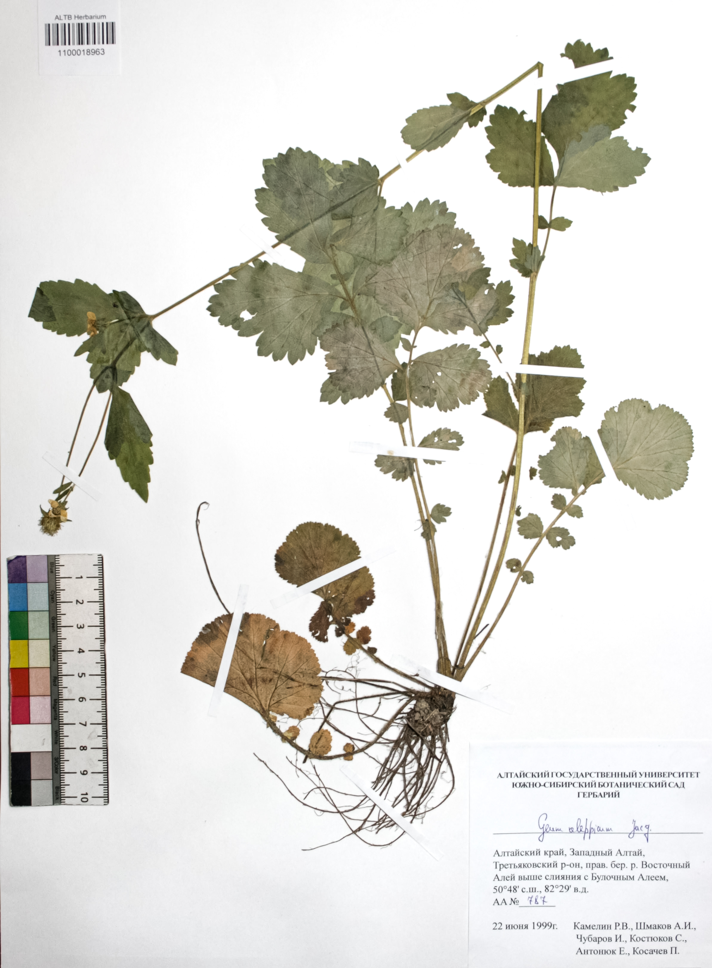 Geum aleppicum Jacq.
