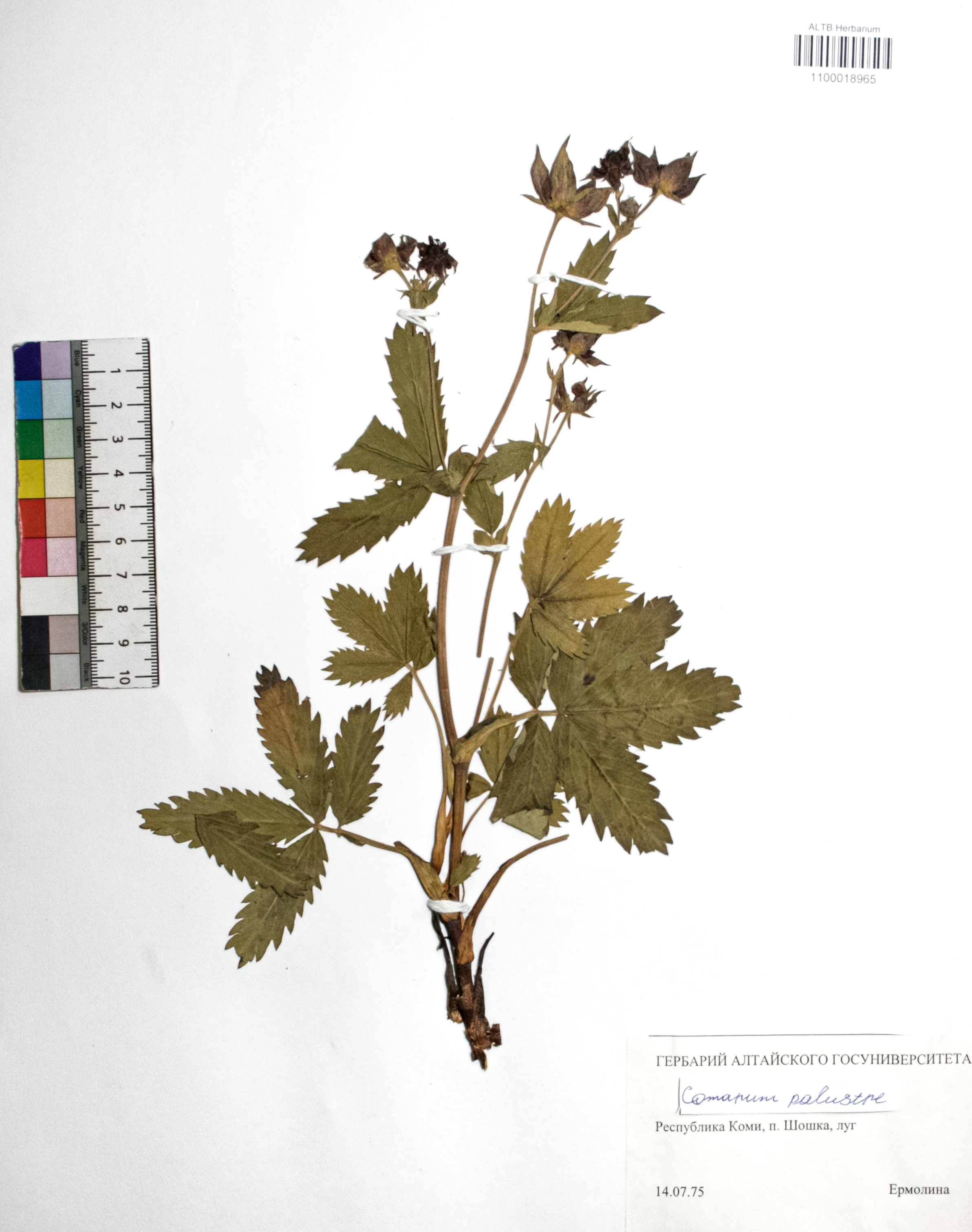 Comarum palustre L.