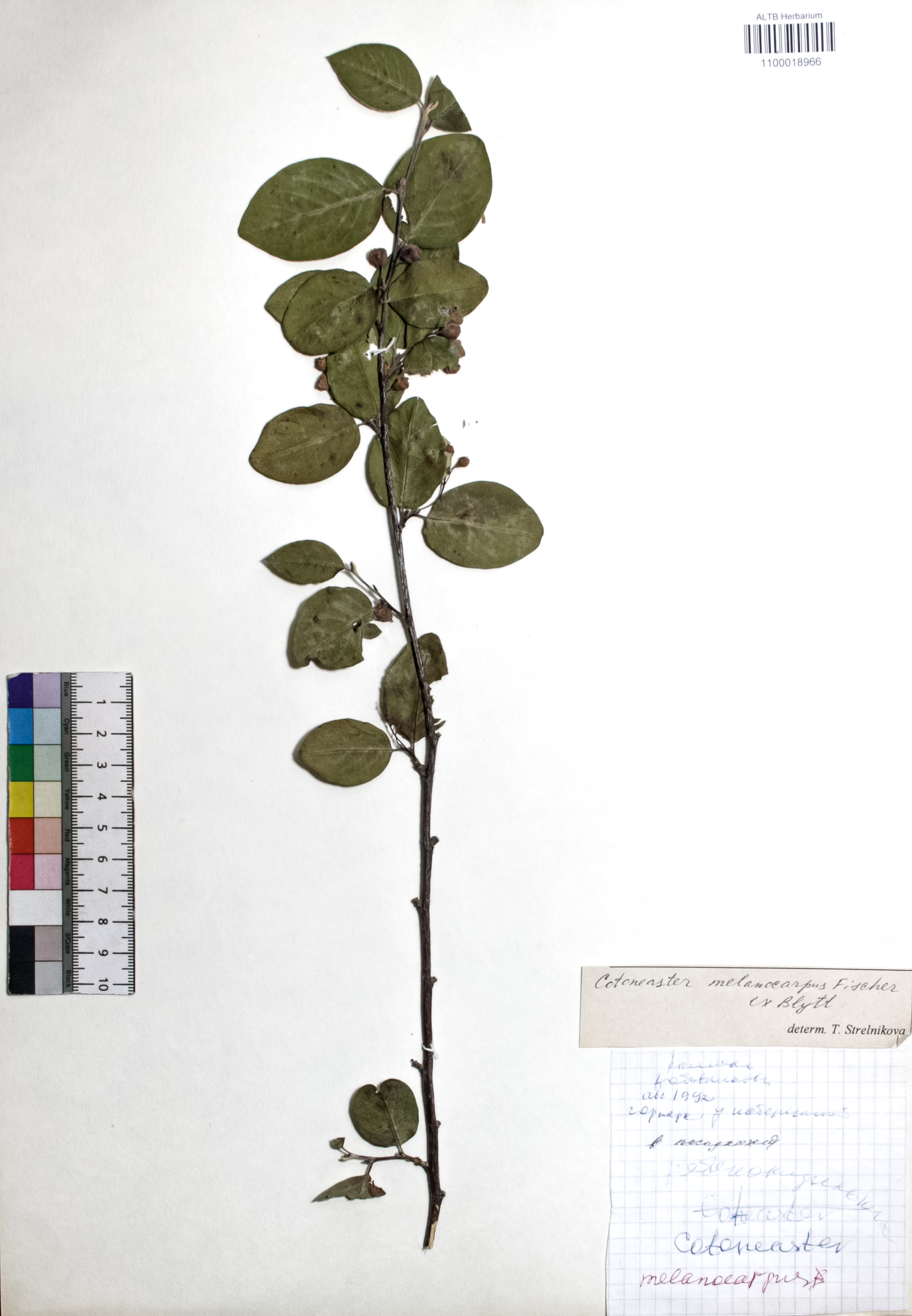 Cotoneaster melanocarpus Fisch. ex Blytt