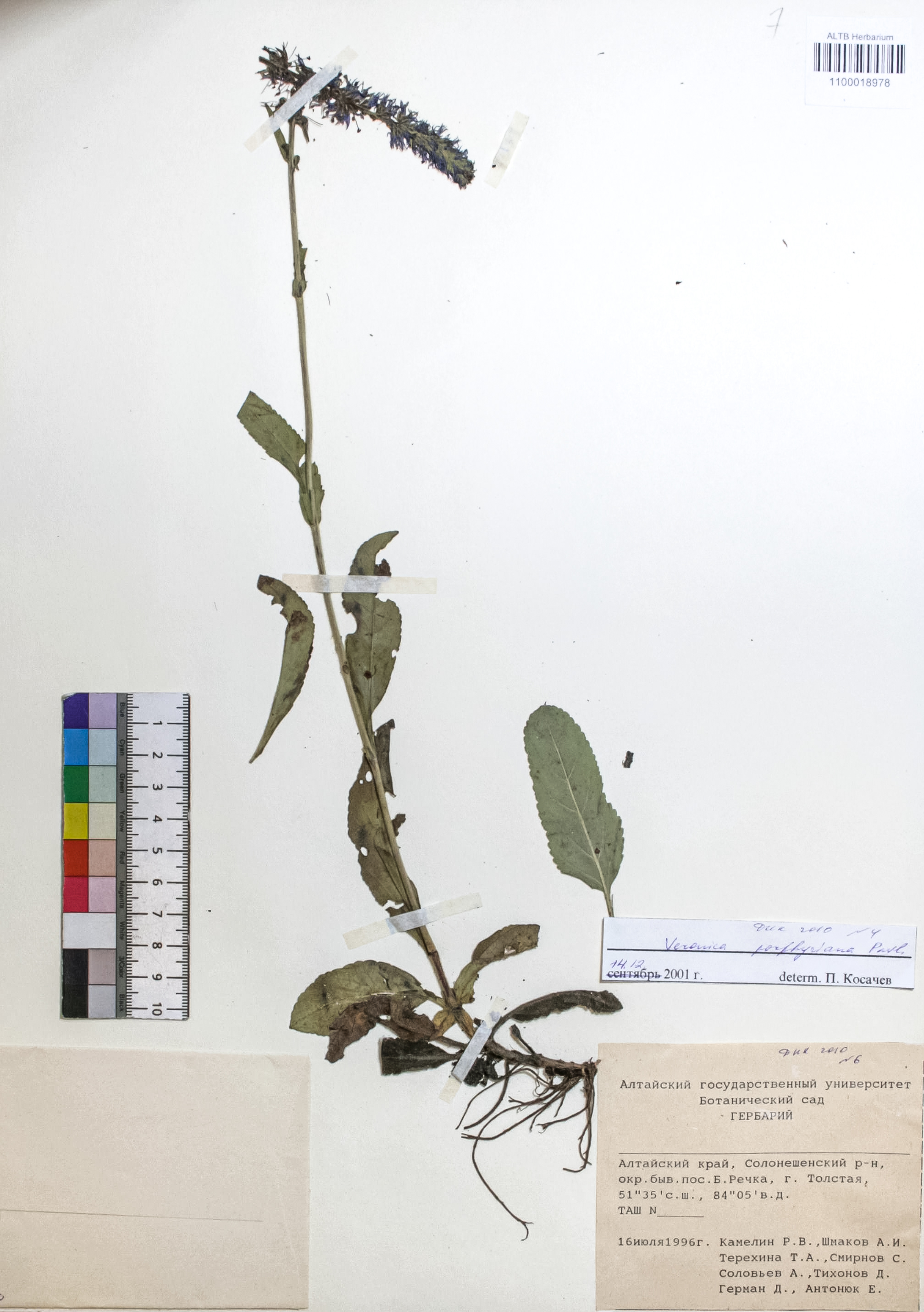  Veronica porphyriana Pavl.