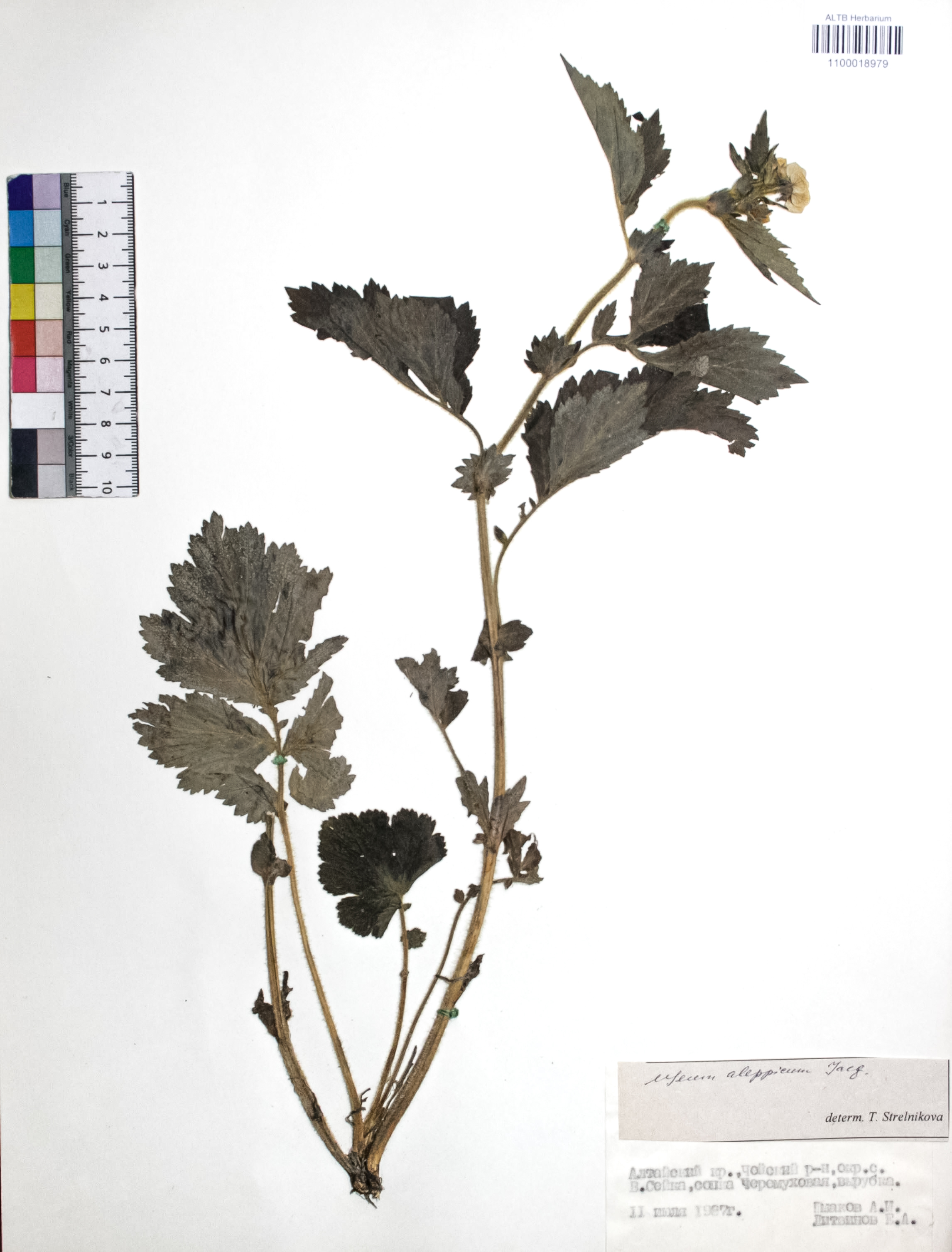 Geum aleppicum Jacq.