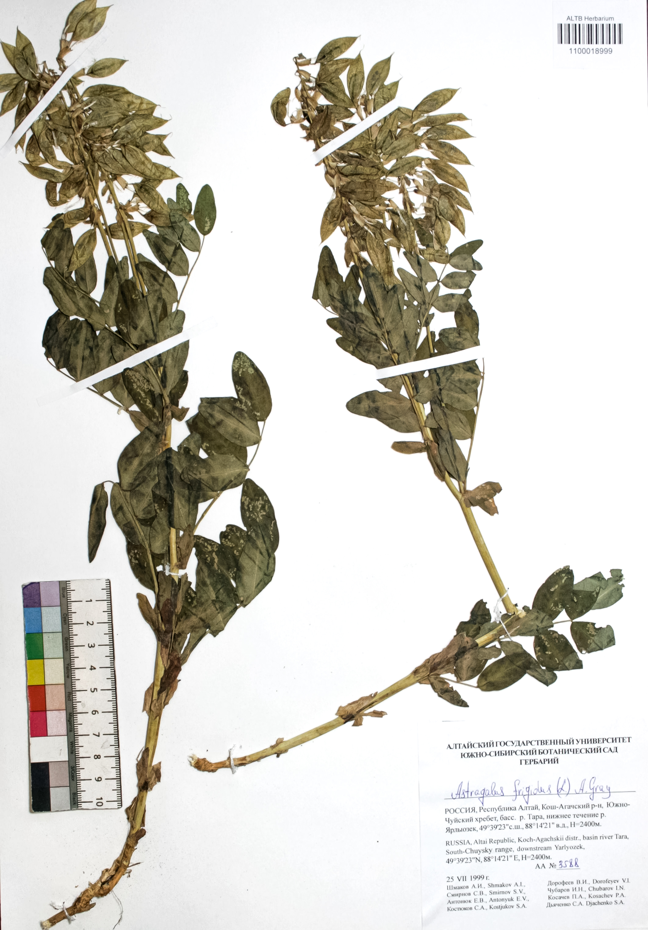 Astragalus frigidus (L.) A. Gray