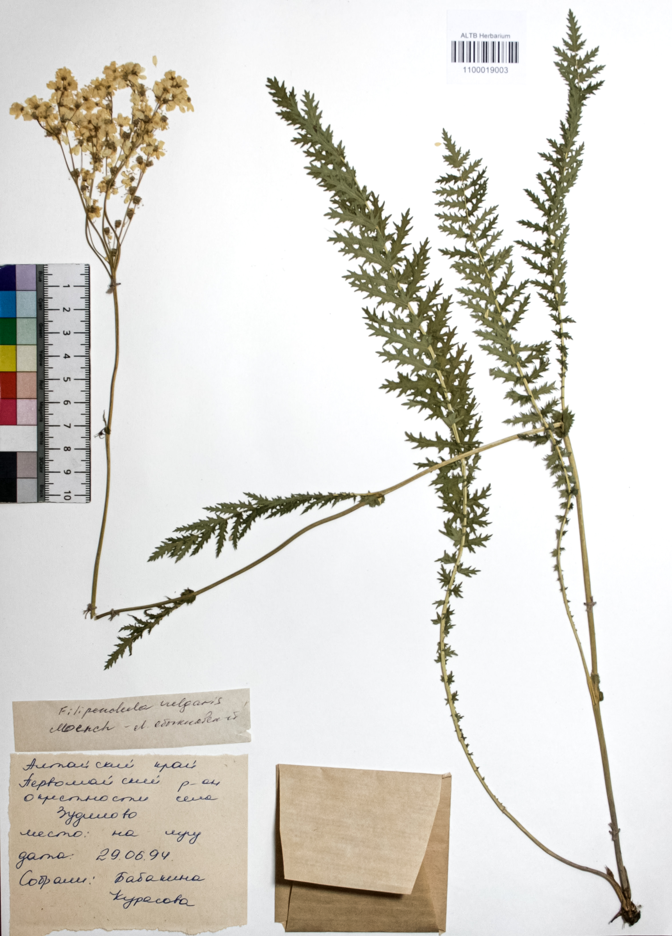 Filipendula vulgaris Moench