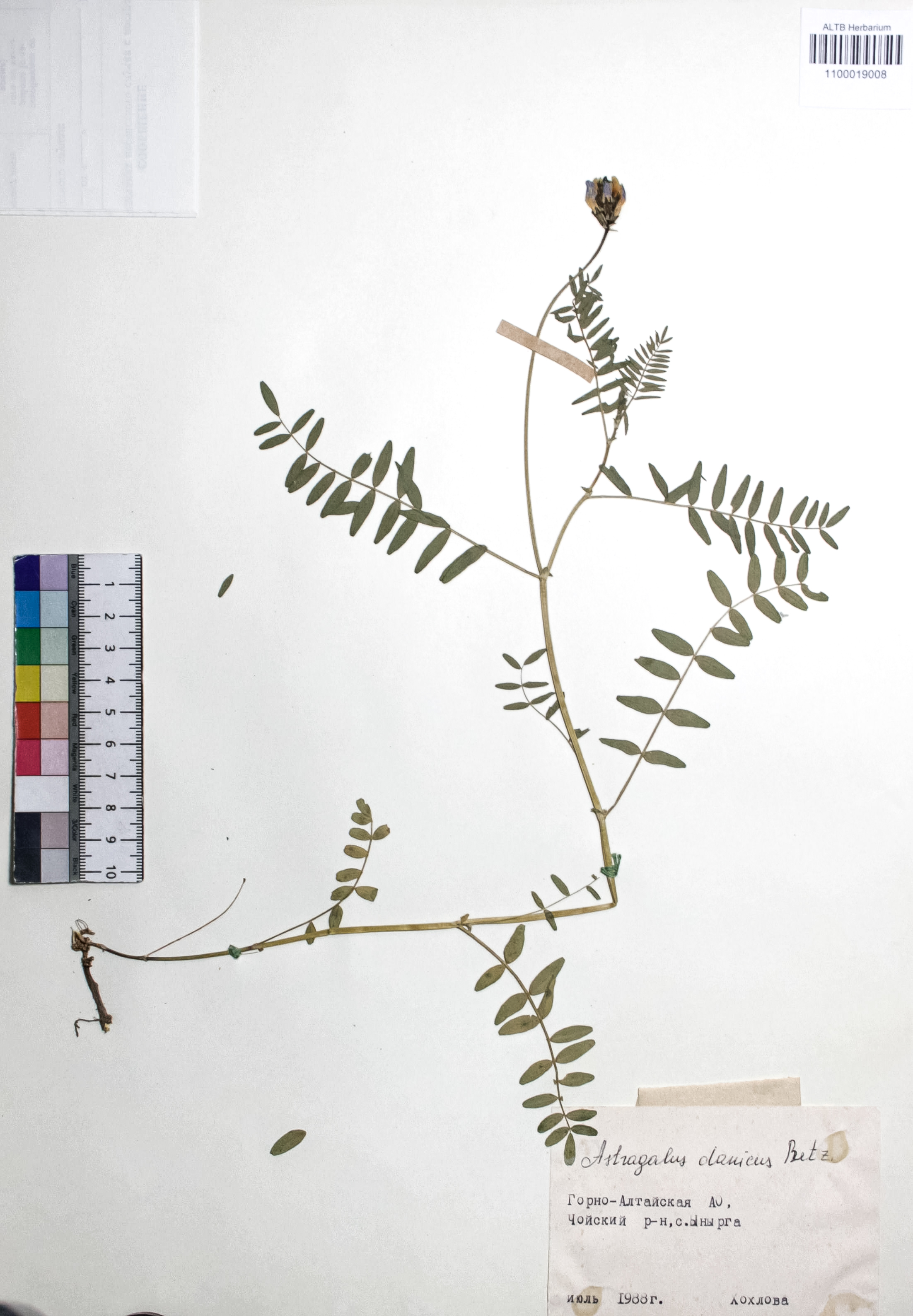 Astragalus danicus Retz.