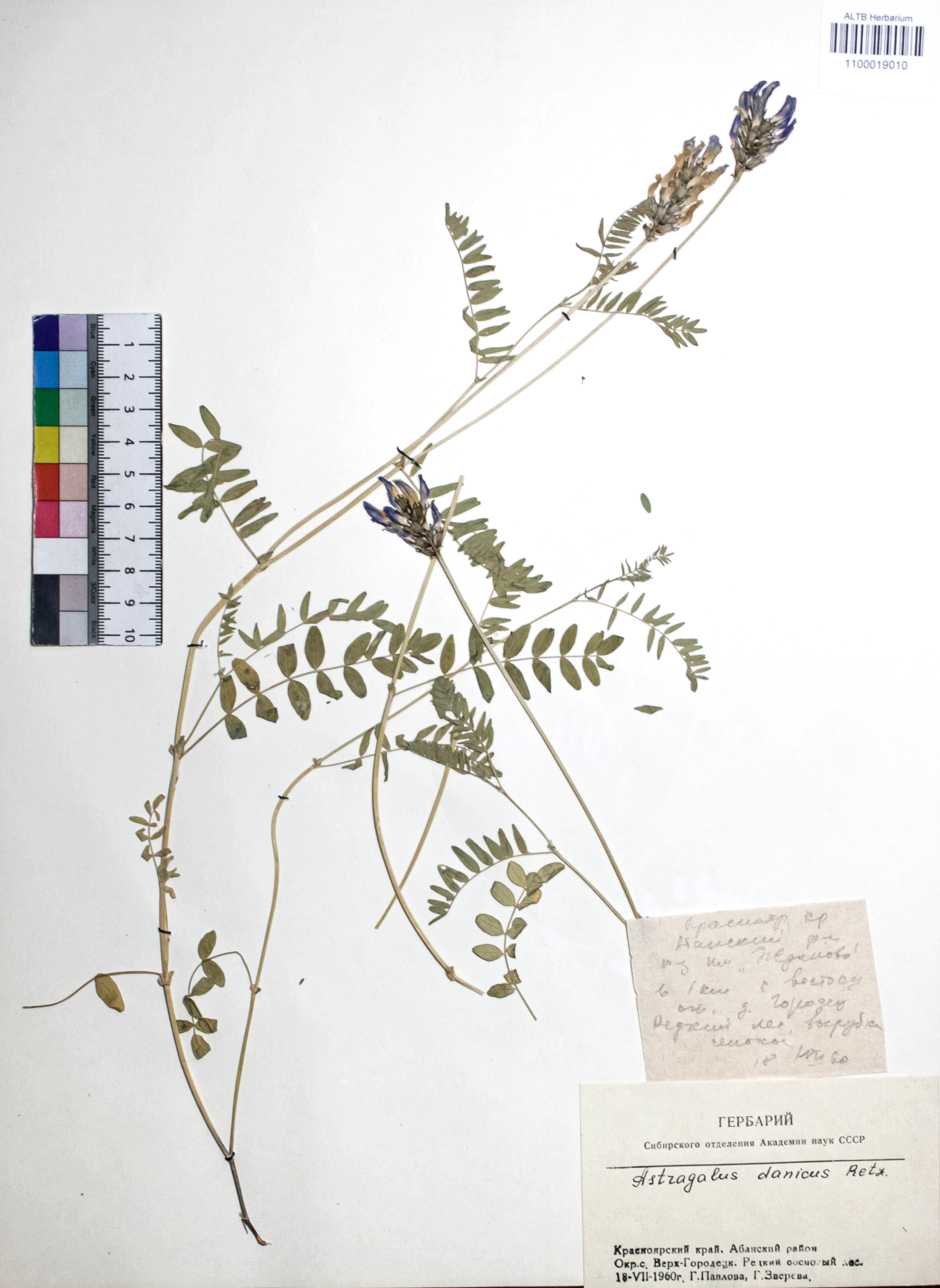 Astragalus danicus Retz.