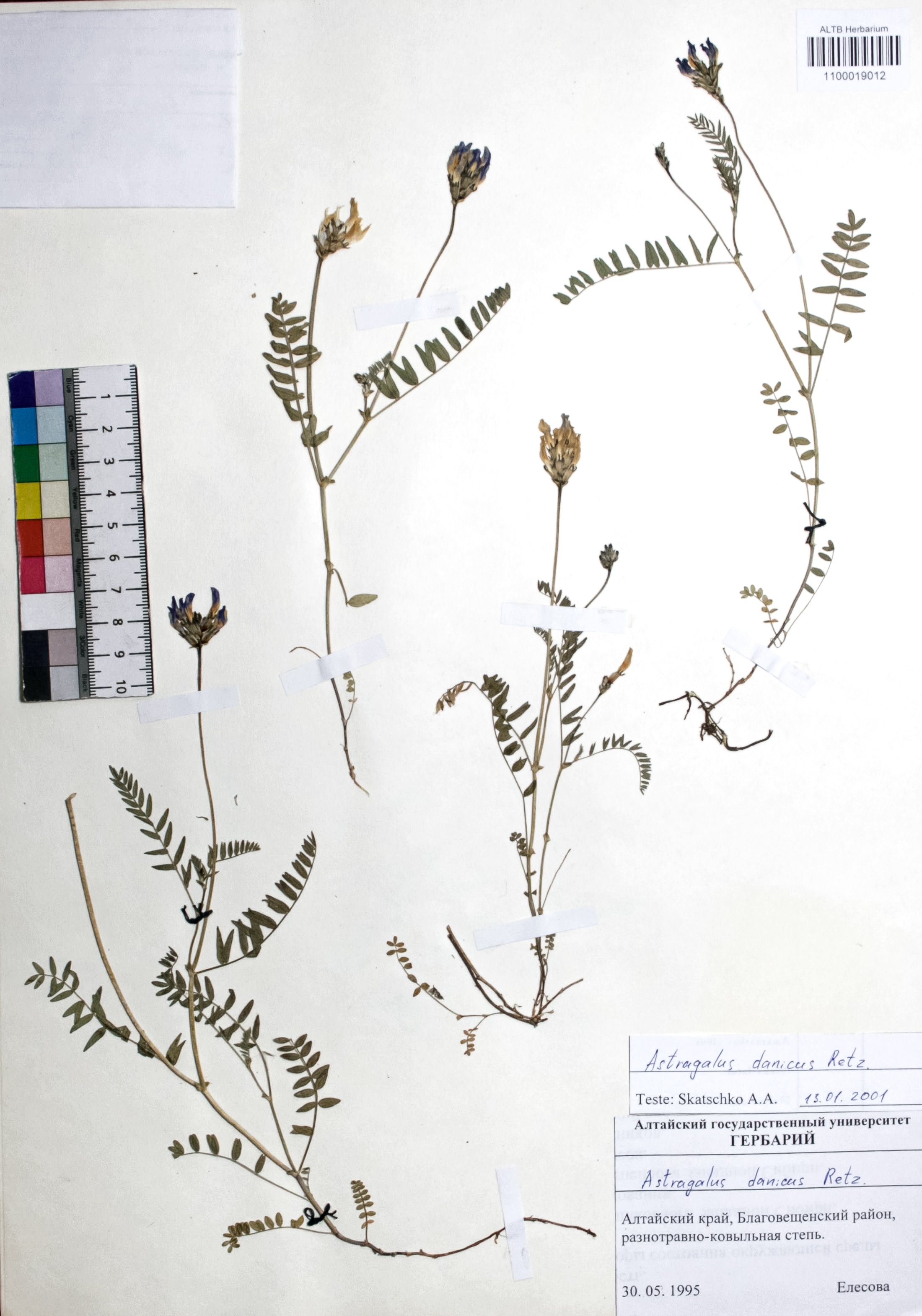 Astragalus danicus Retz.