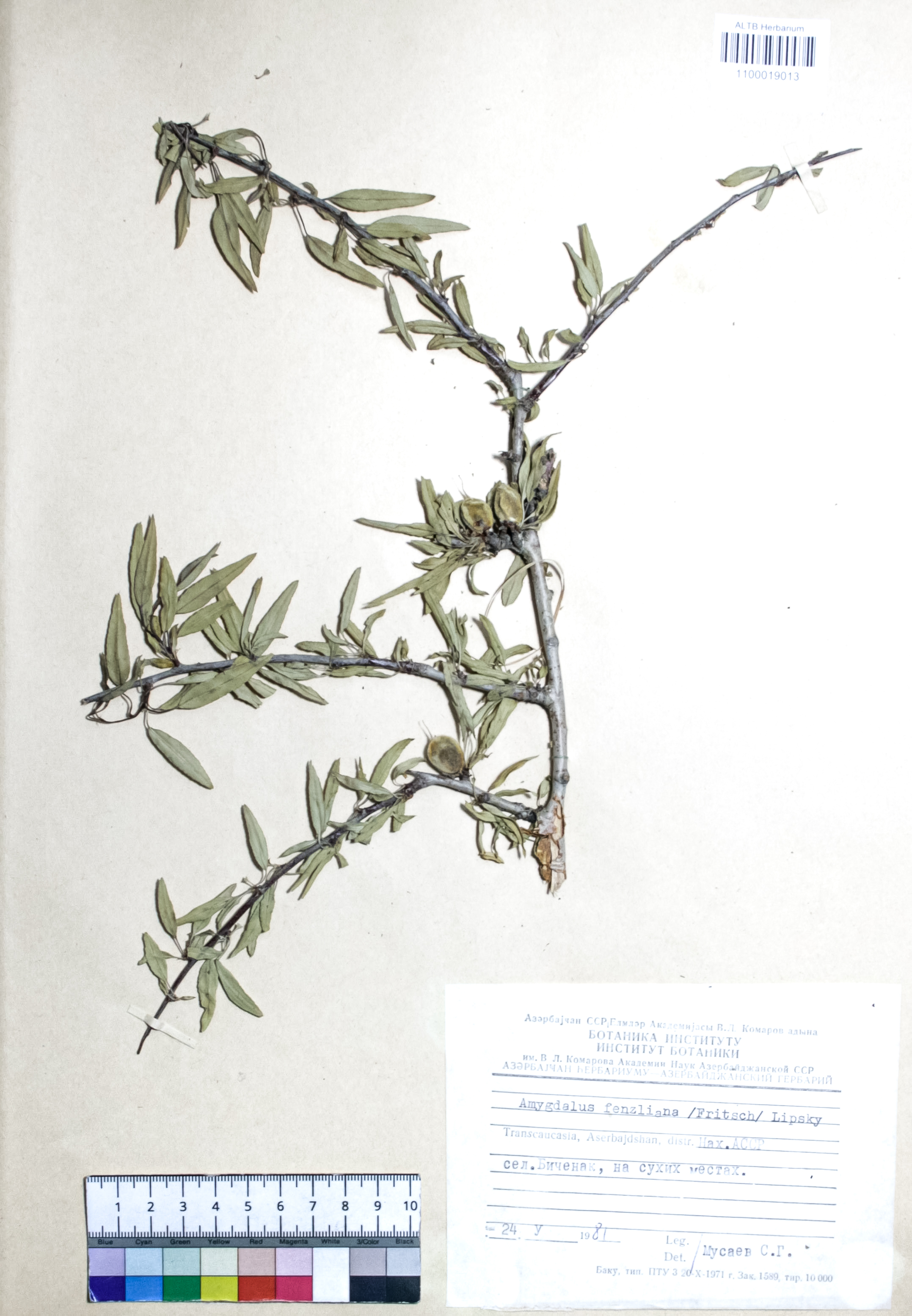 Amygdalus fenzliana (Fritsch) Lipsky