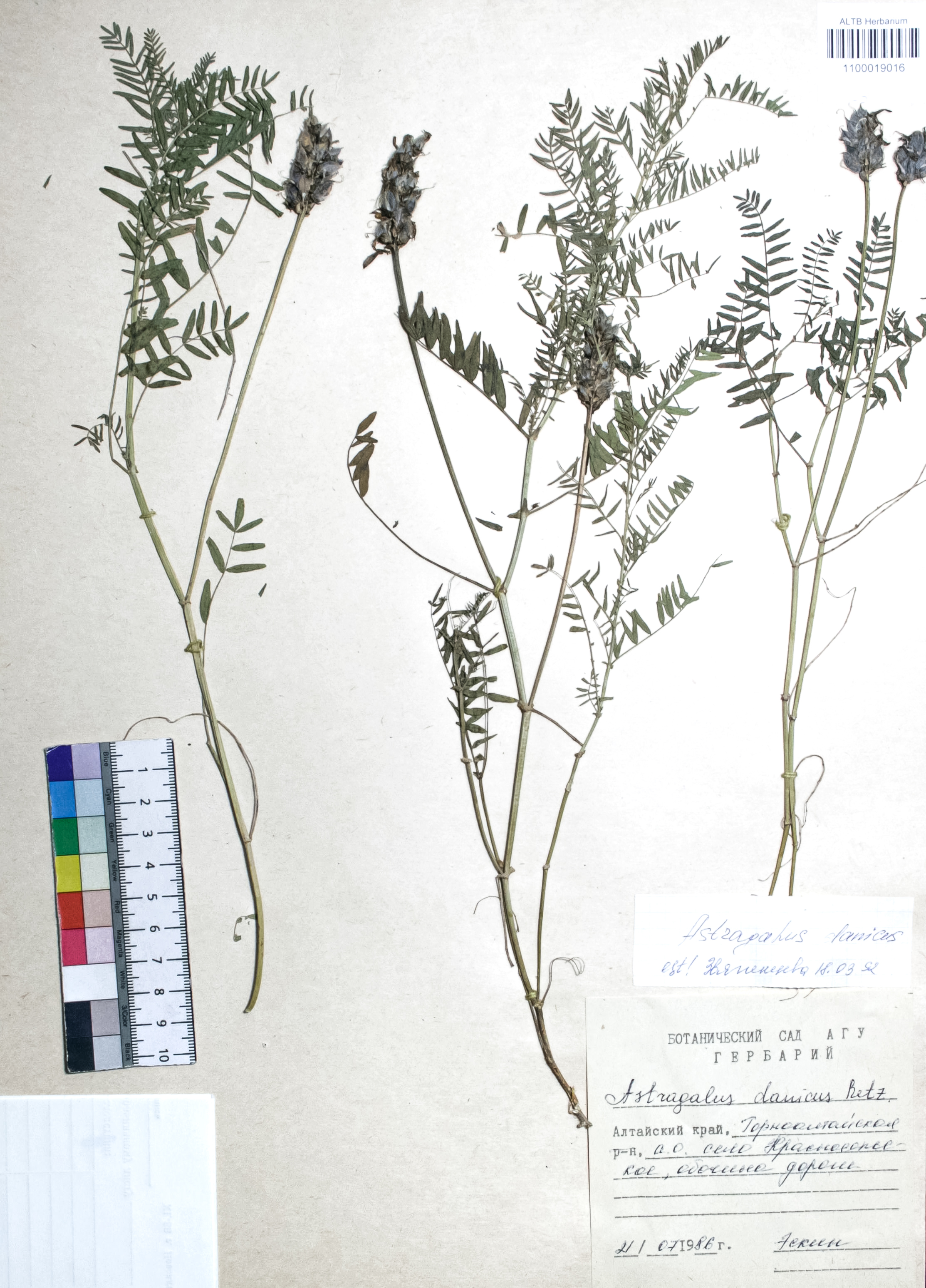 Astragalus danicus Retz.