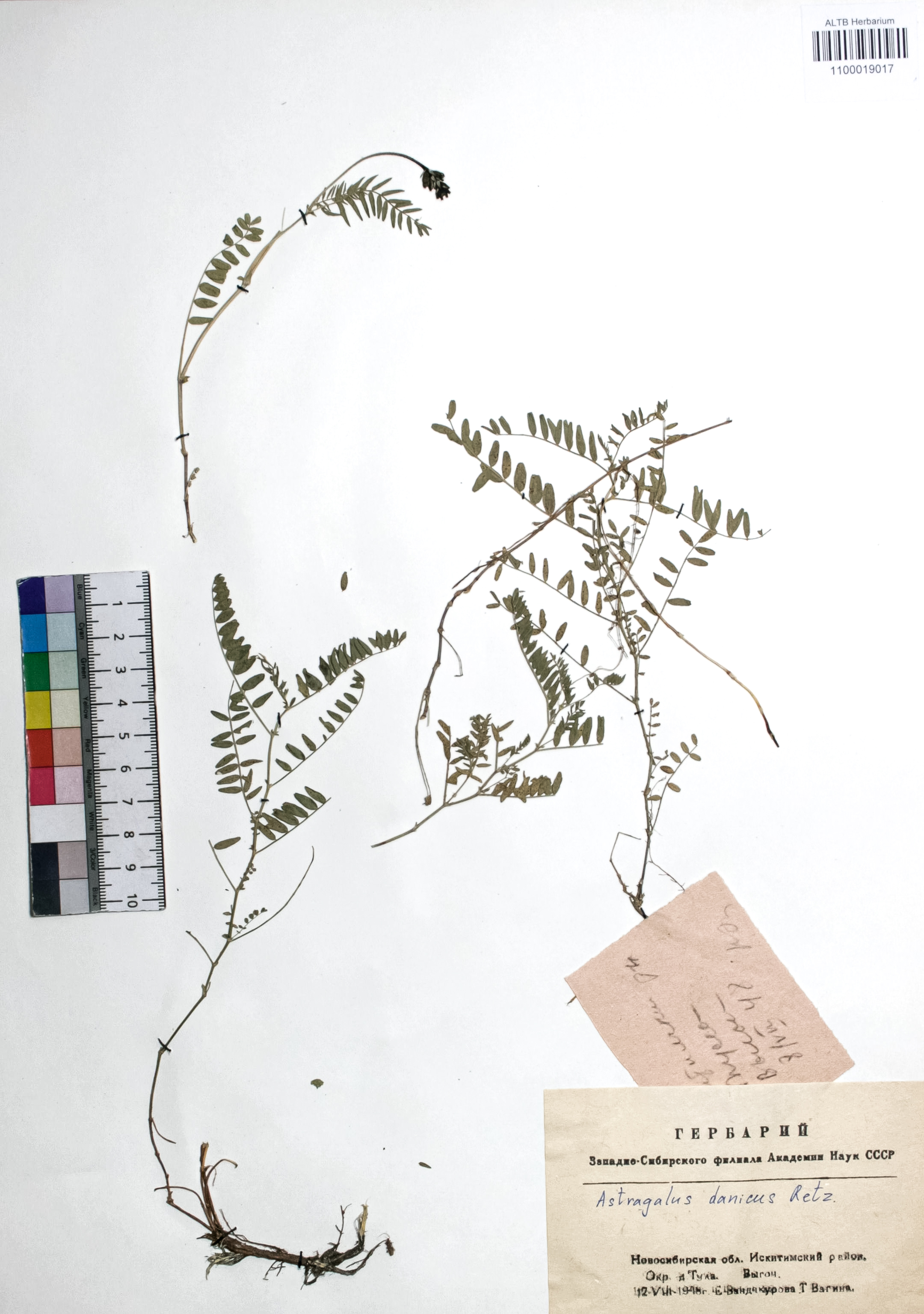 Astragalus danicus Retz.