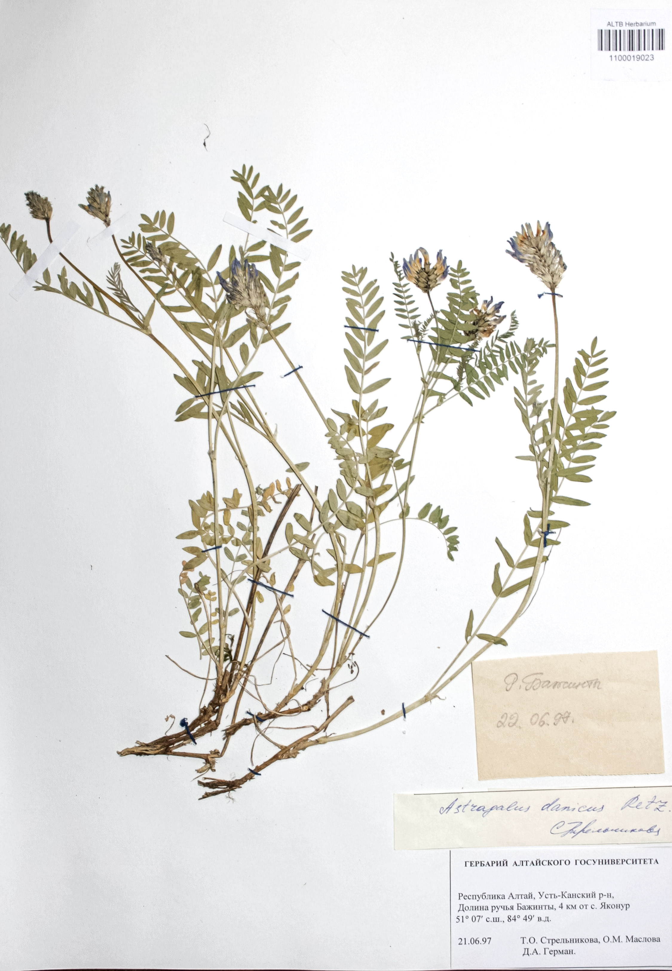 Astragalus danicus Retz.