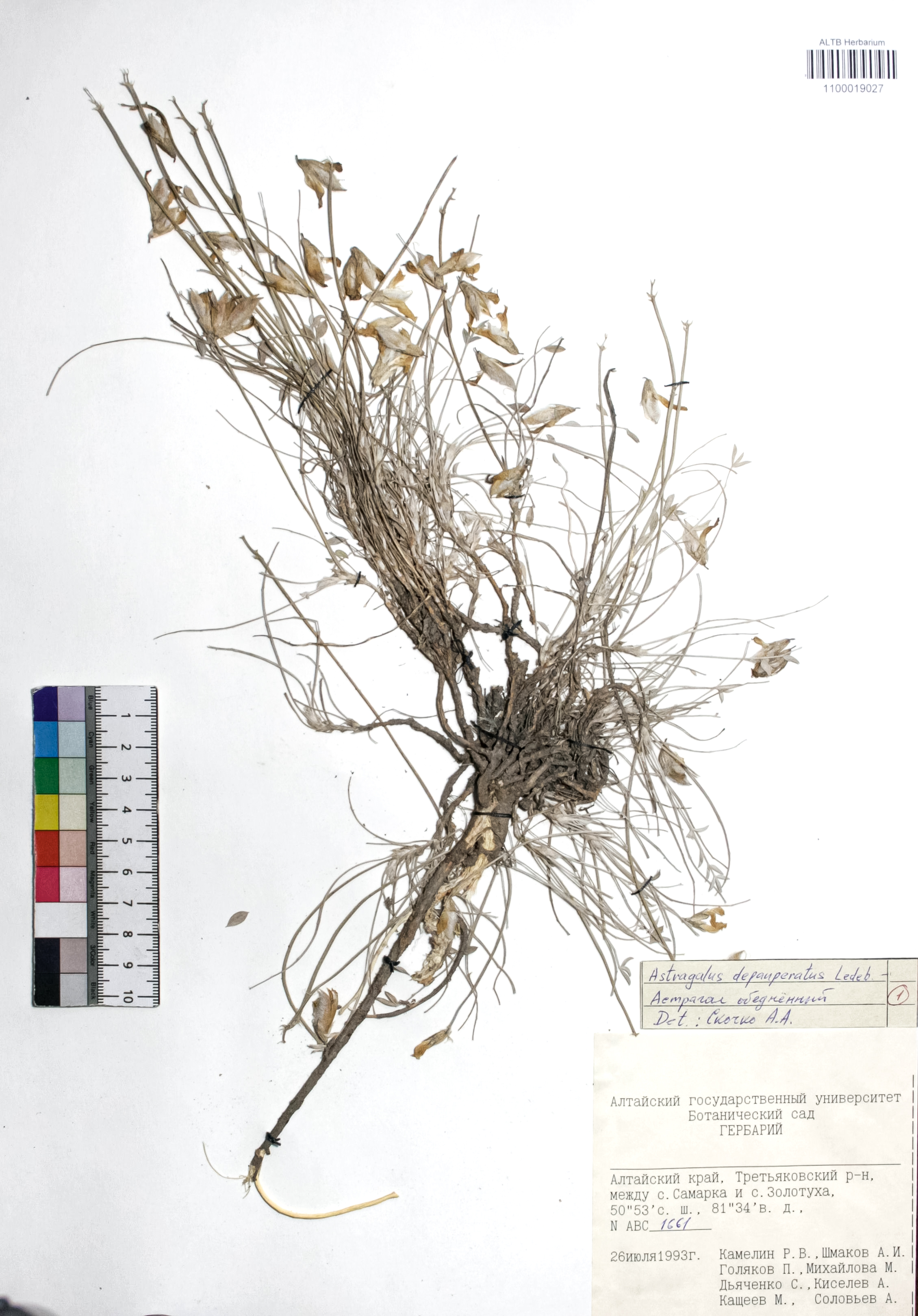 Astragalus depauperatus Ledeb.