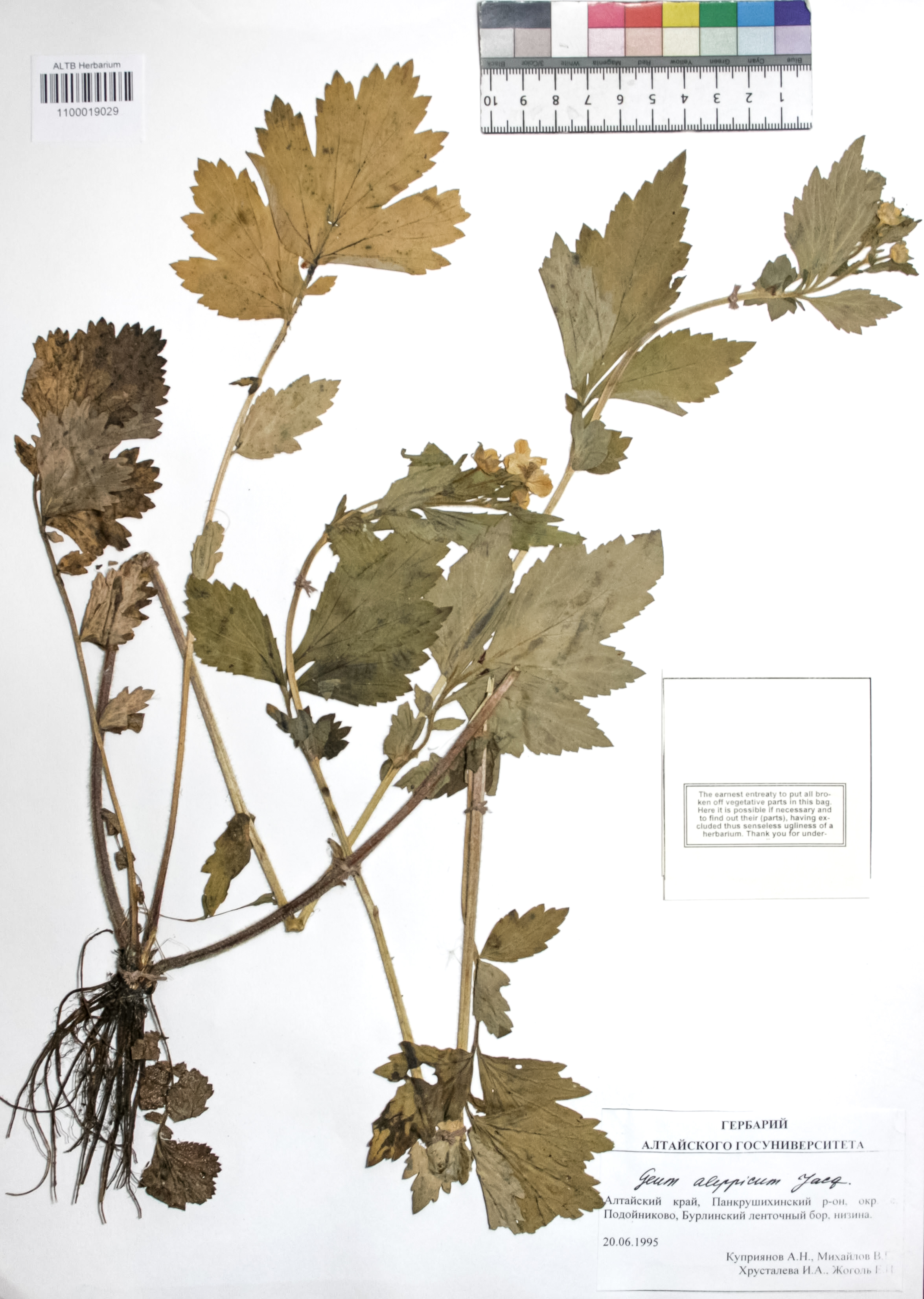 Geum aleppicum Jacq.